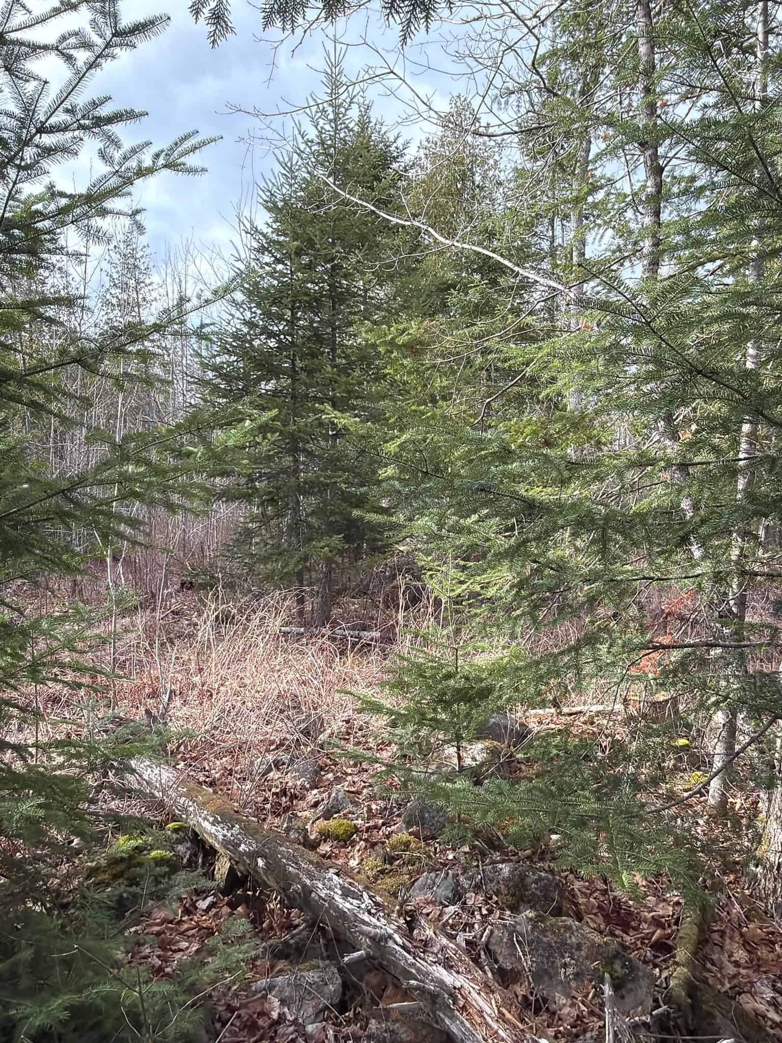 90 Acre Parcel with Potential – Corinth, Maine