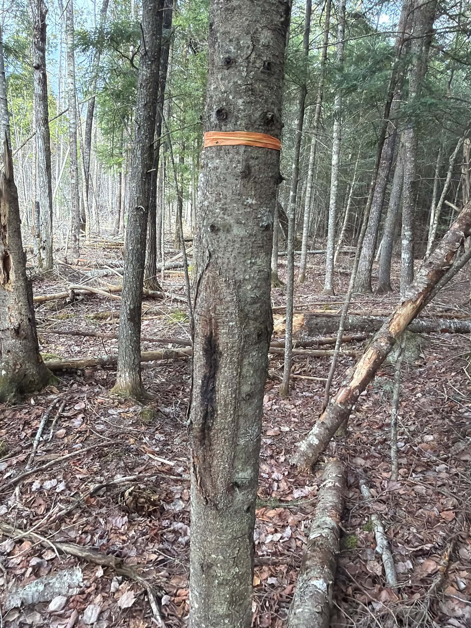 90 Acre Parcel with Potential – Corinth, Maine