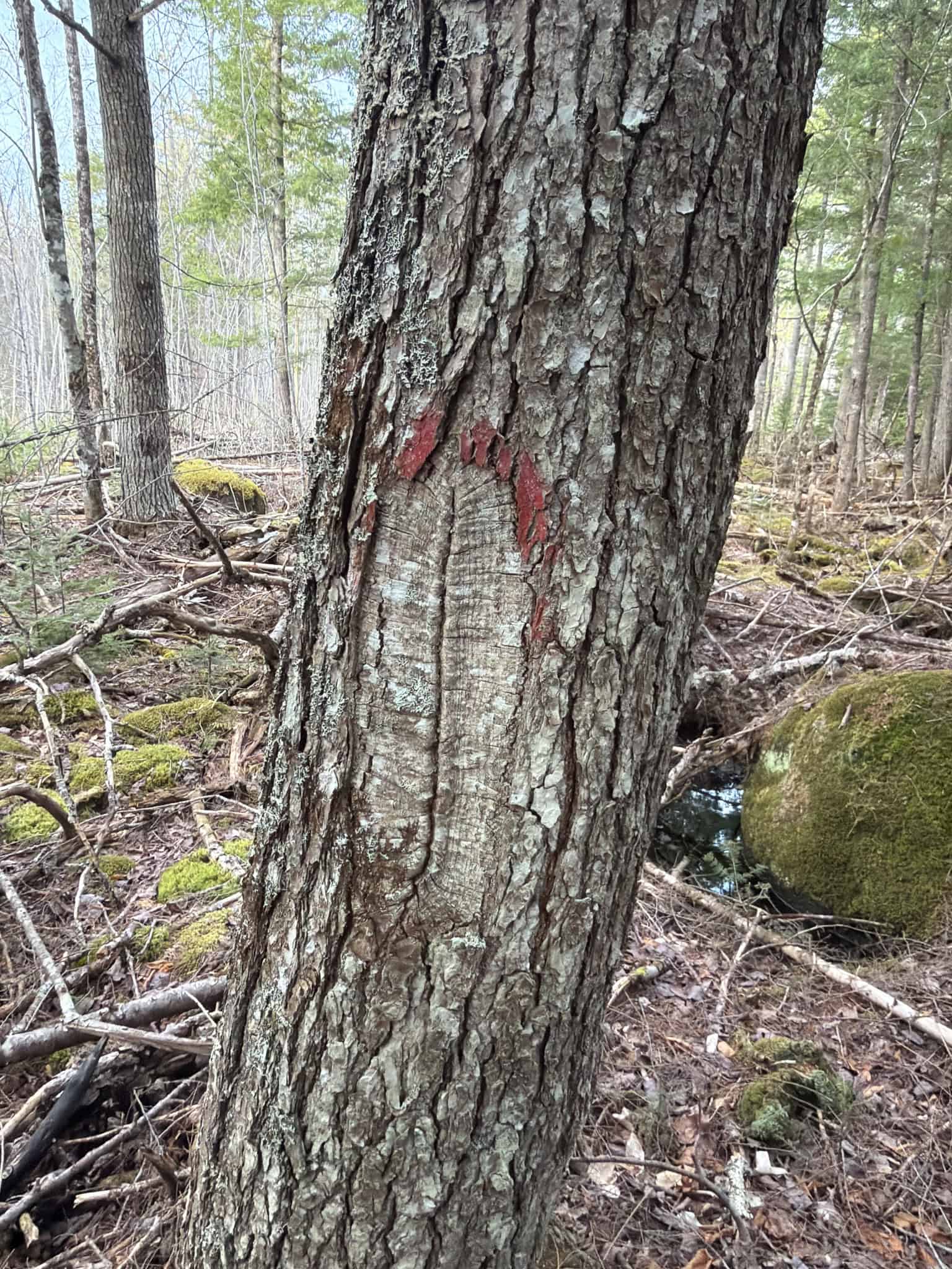 90 Acre Parcel with Potential – Corinth, Maine