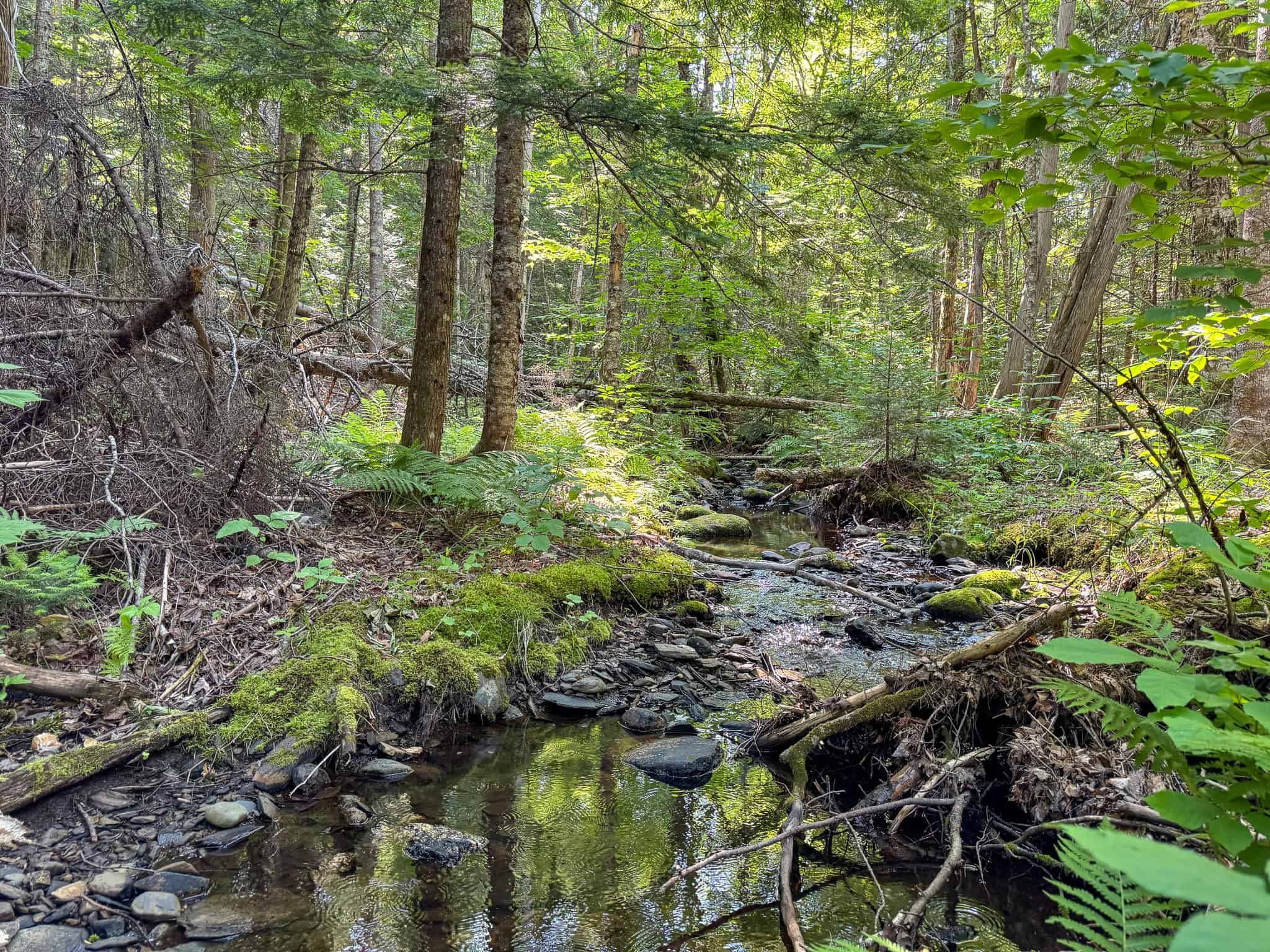 Escape to Maine: Off-Grid Solar Cabin on 45 Acres with Brook
