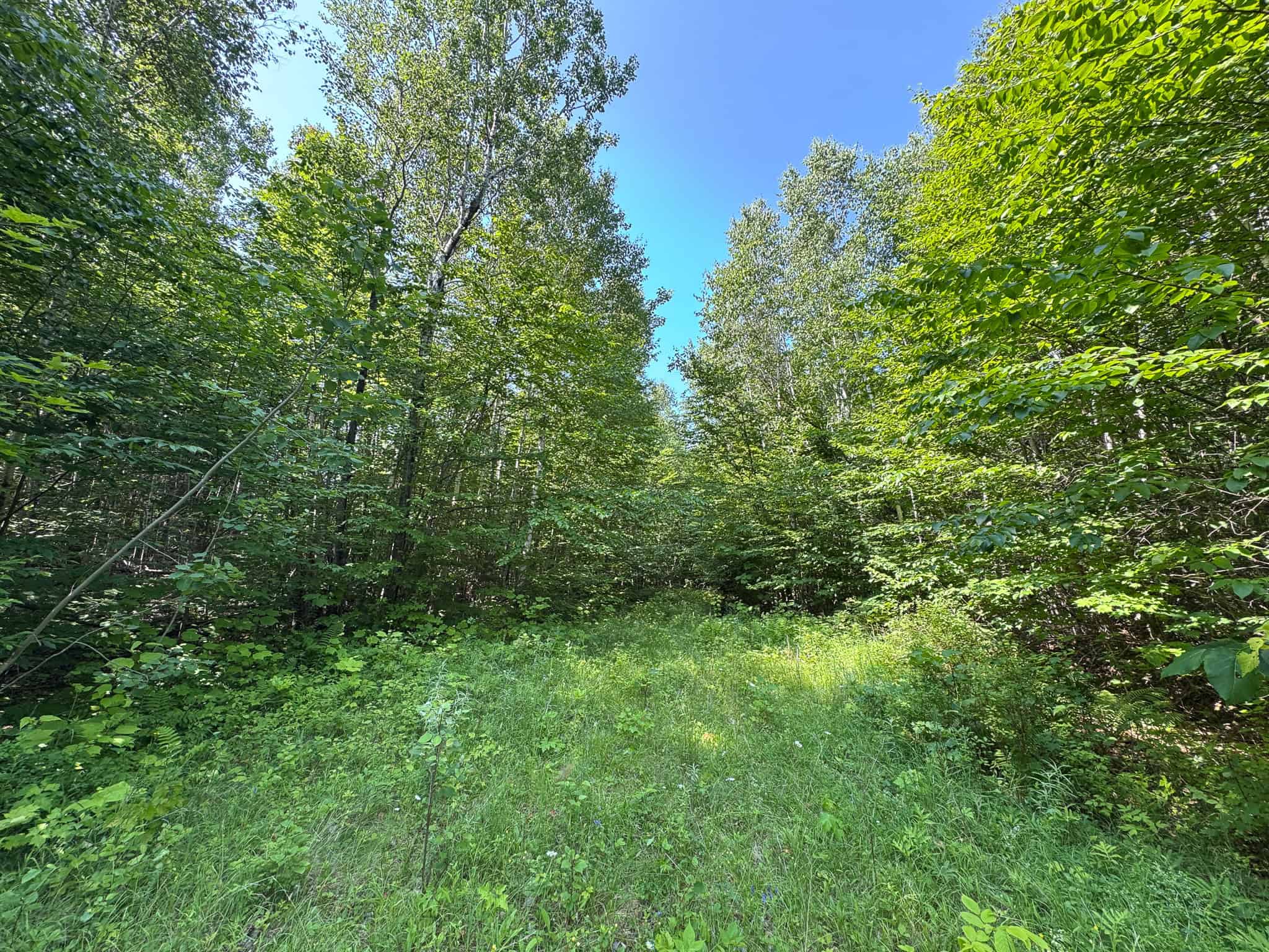 80 Acres of Maine Land Bordering 900 Acres of Public Land