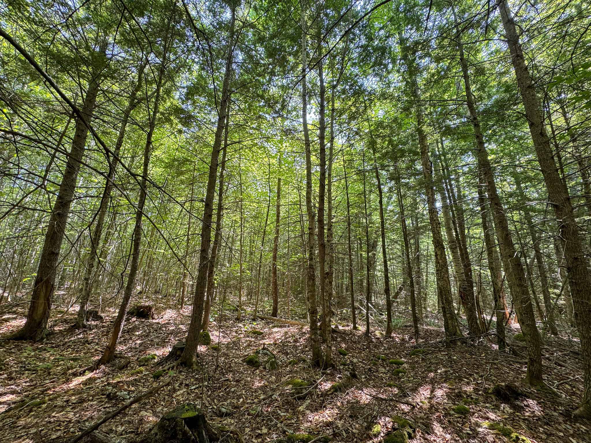 80 Acres of Maine Land Bordering 900 Acres of Public Land