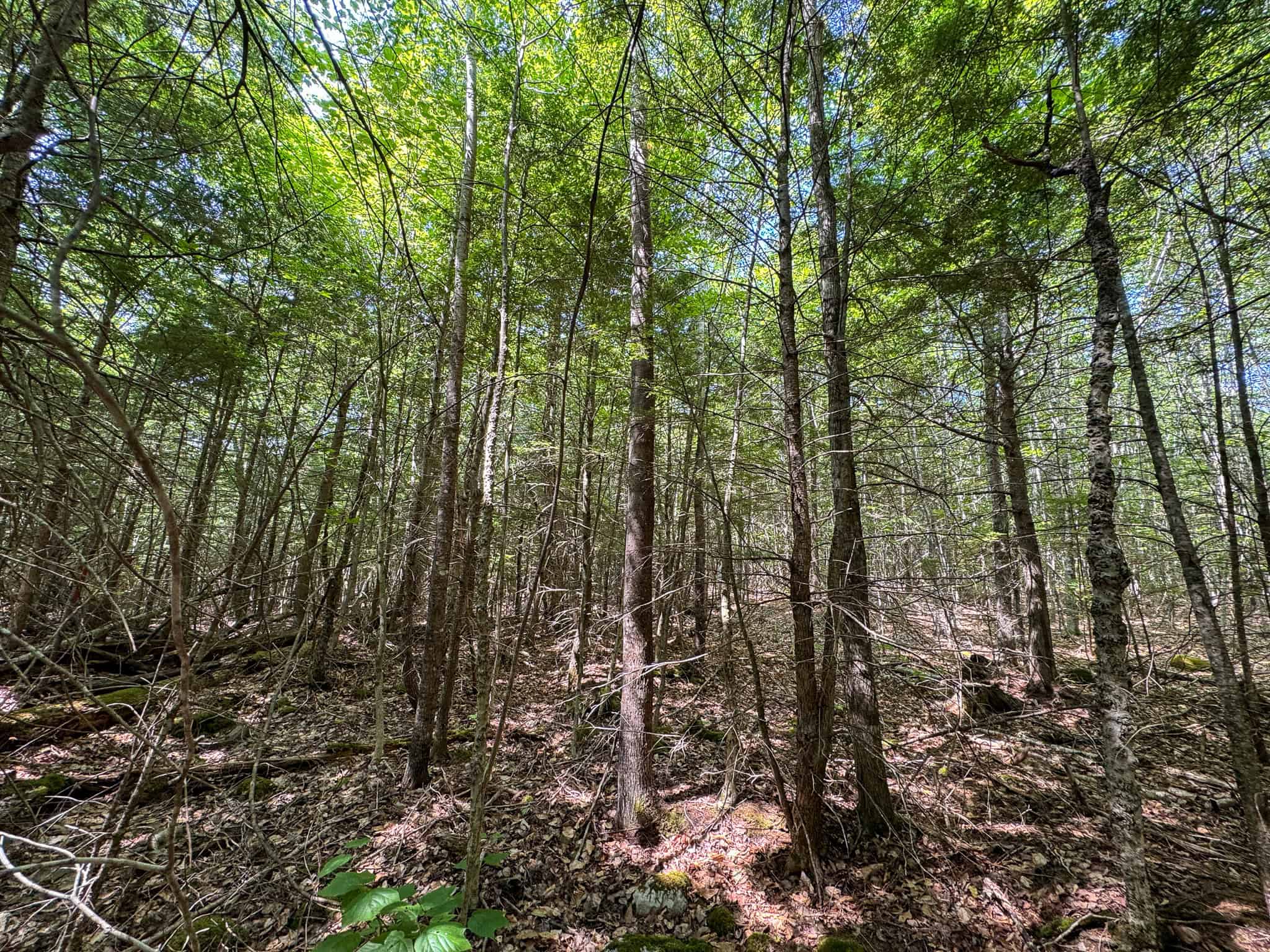 80 Acres of Maine Land Bordering 900 Acres of Public Land