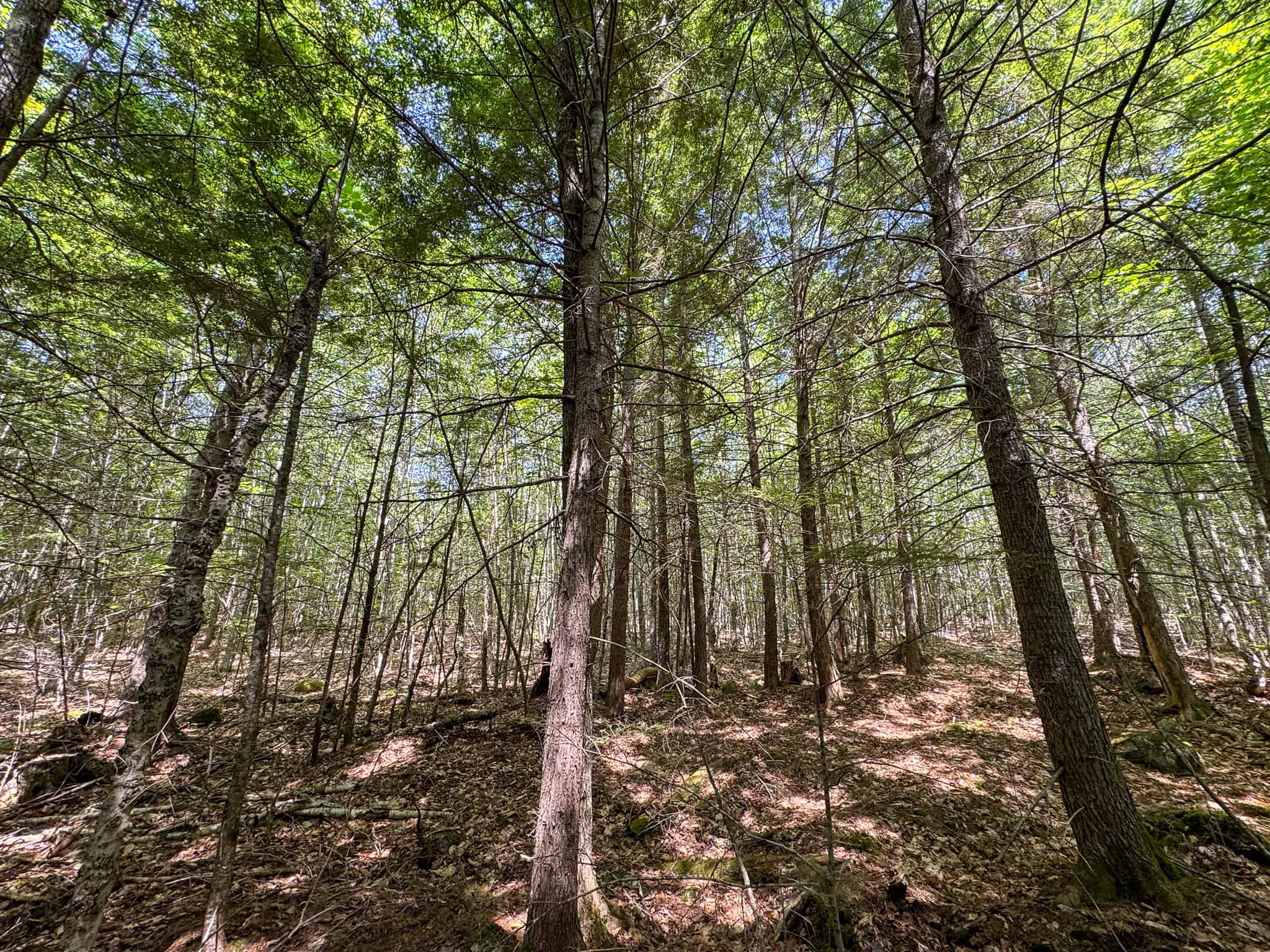 80 Acres of Maine Land Bordering 900 Acres of Public Land