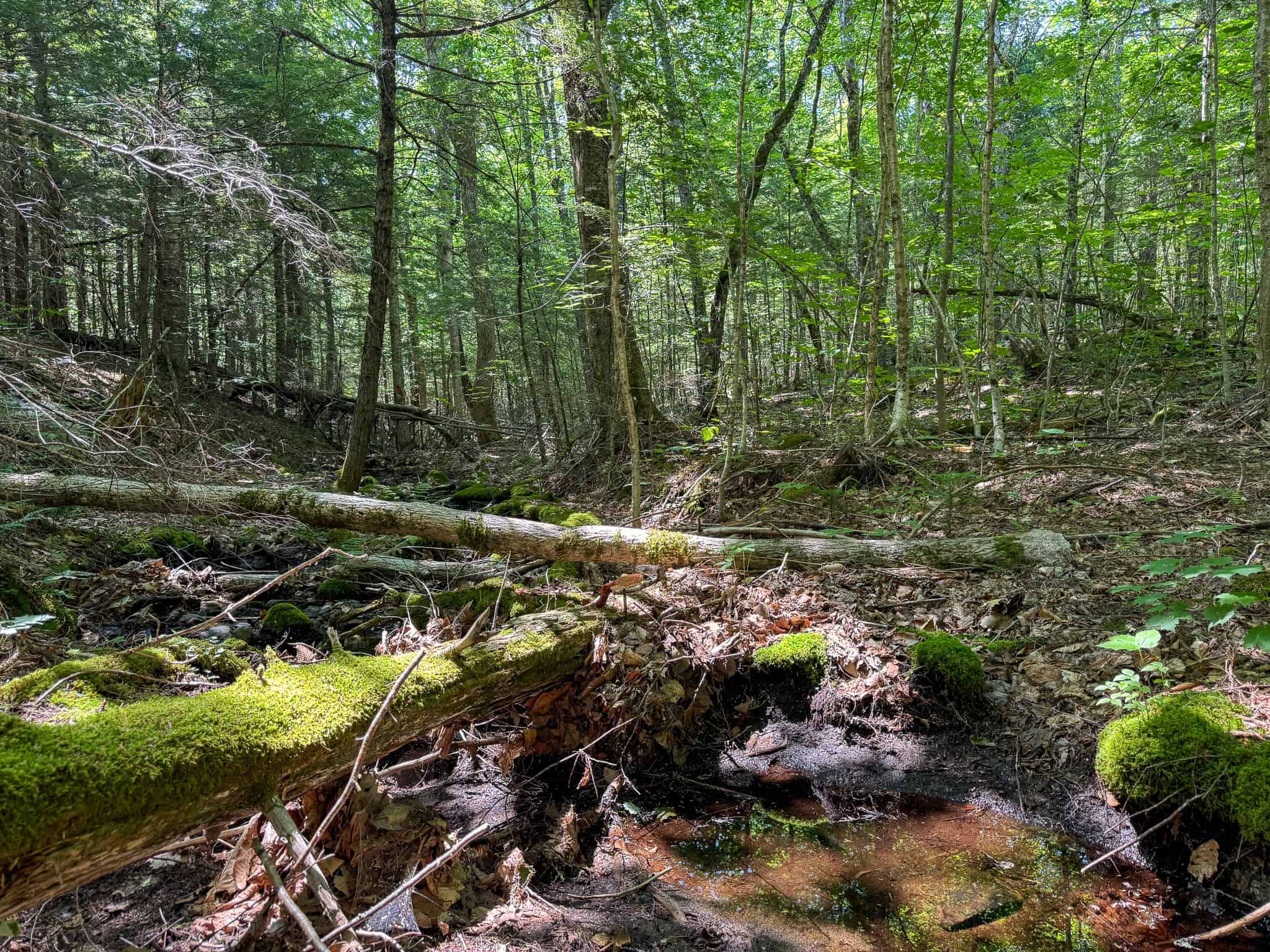 80 Acres of Maine Land Bordering 900 Acres of Public Land