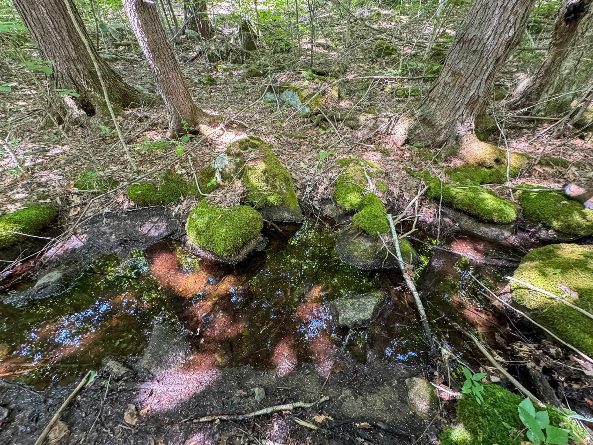 80 Acres of Maine Land Bordering 900 Acres of Public Land
