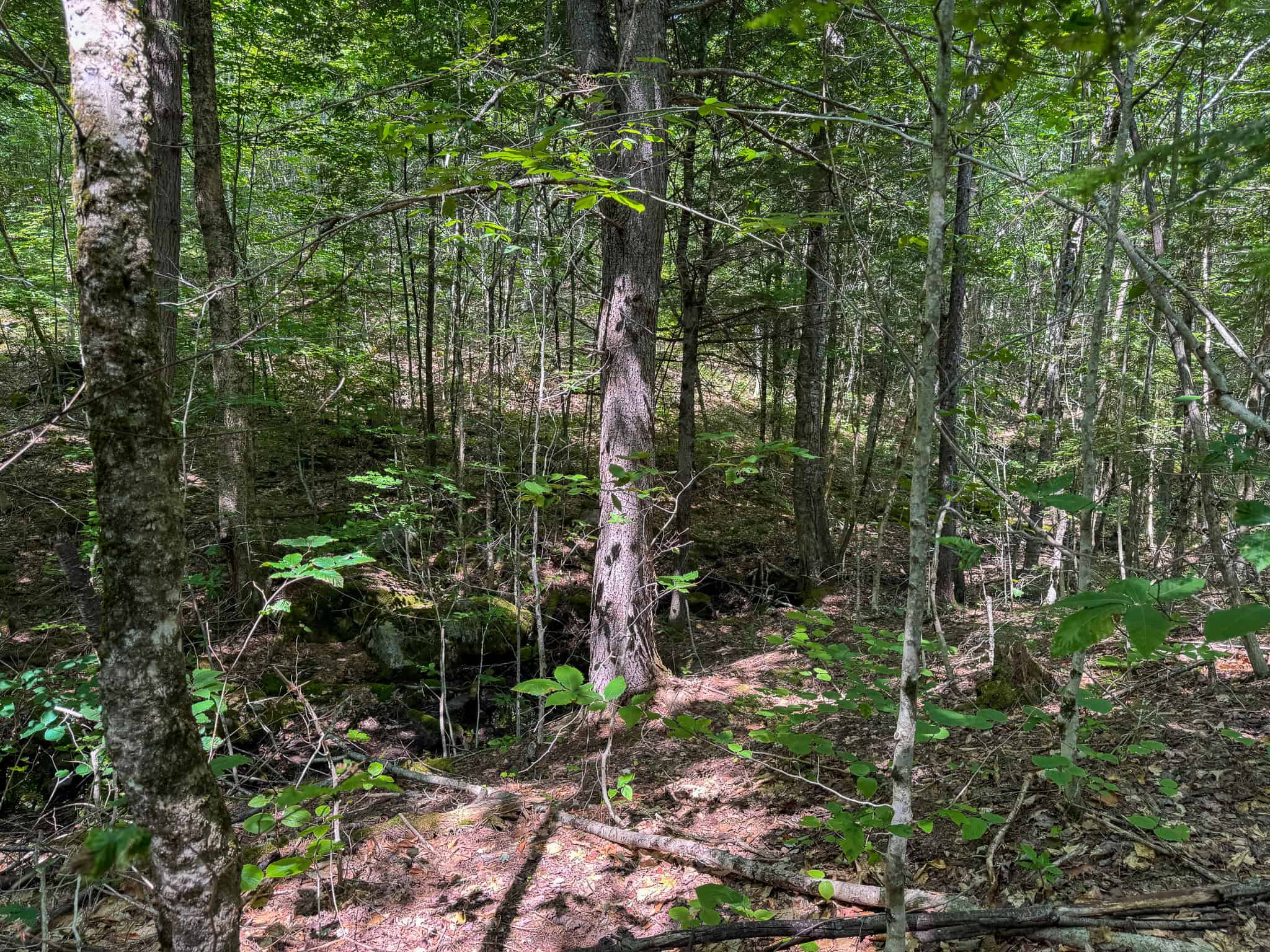 80 Acres of Maine Land Bordering 900 Acres of Public Land