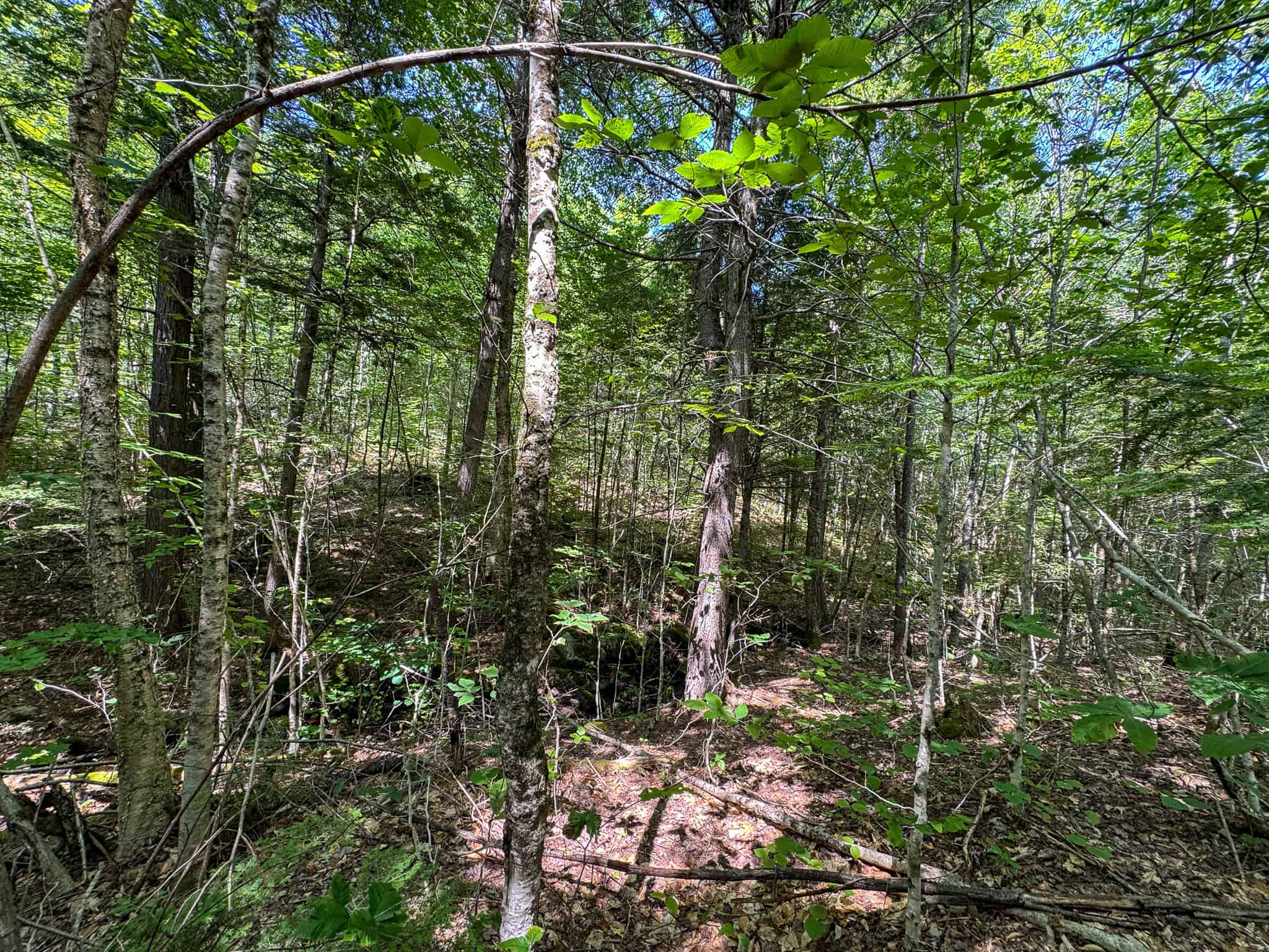 80 Acres of Maine Land Bordering 900 Acres of Public Land