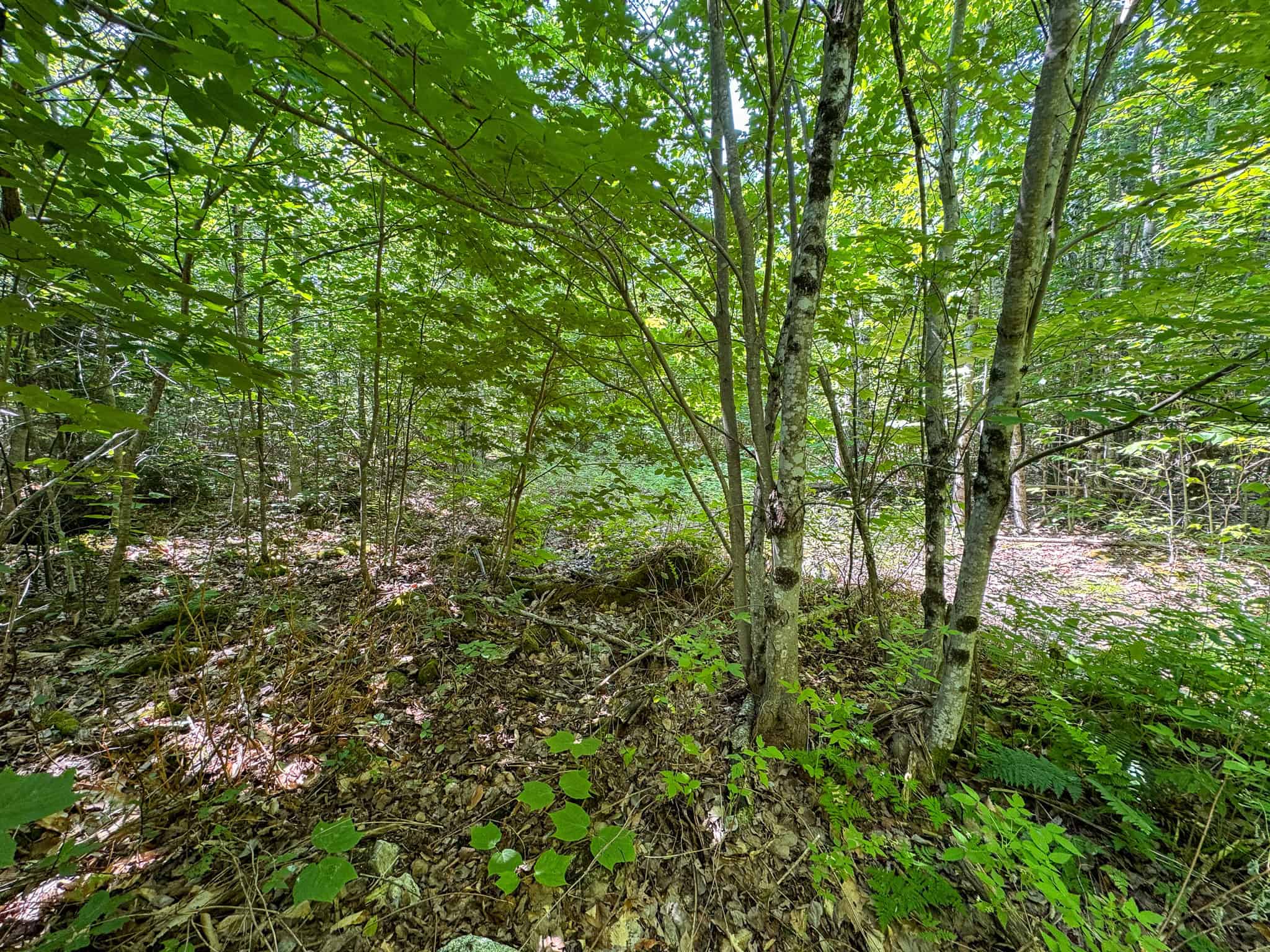 80 Acres of Maine Land Bordering 900 Acres of Public Land