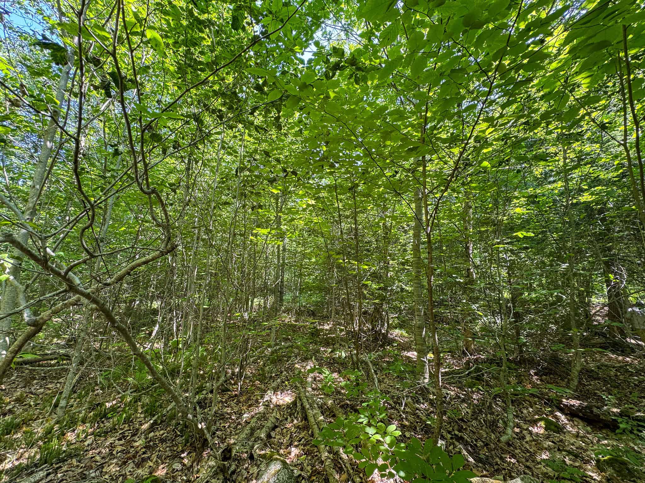 80 Acres of Maine Land Bordering 900 Acres of Public Land