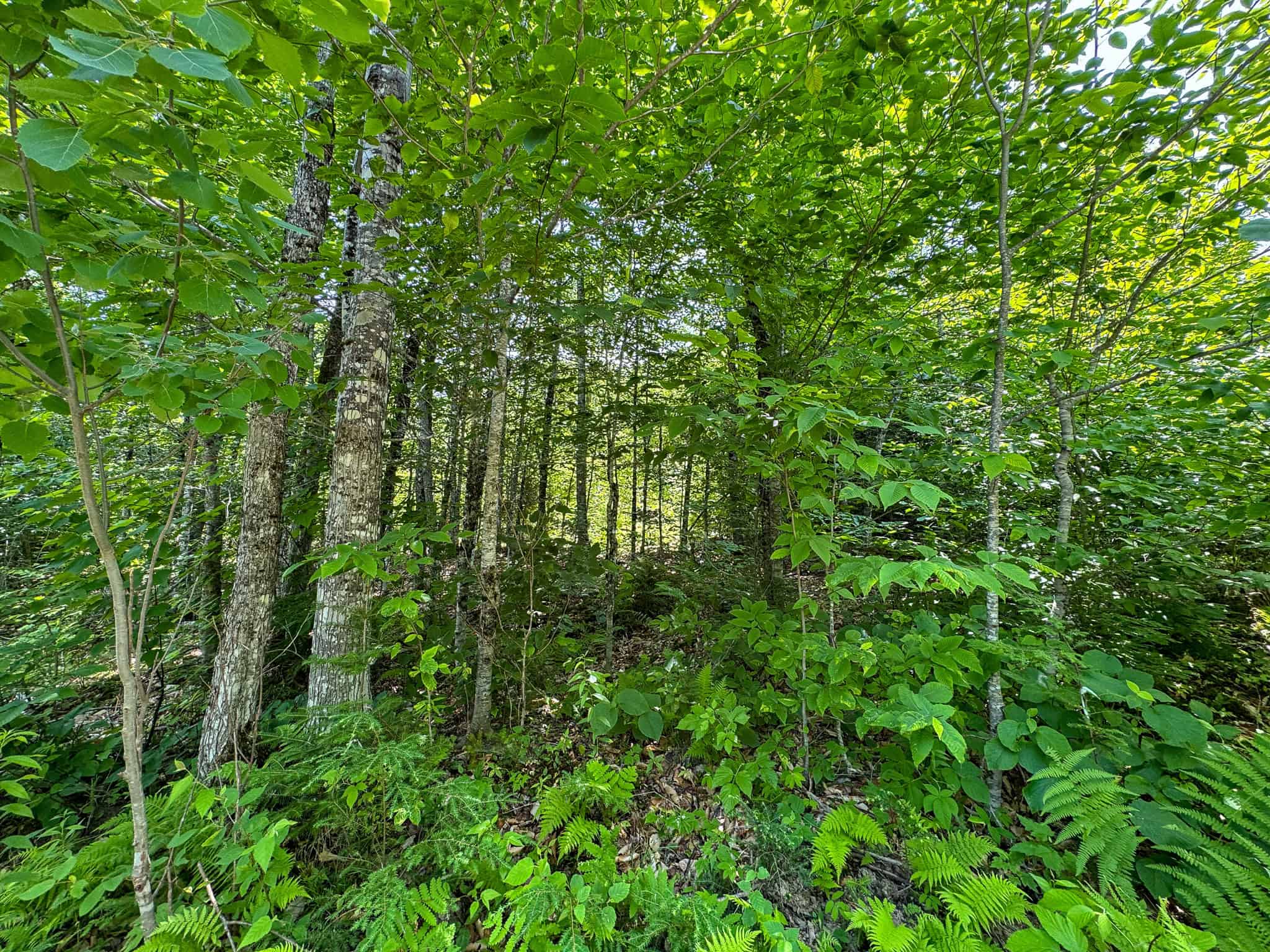 34 Acre Riverfront Parcel – Mattawamkeag, Maine
