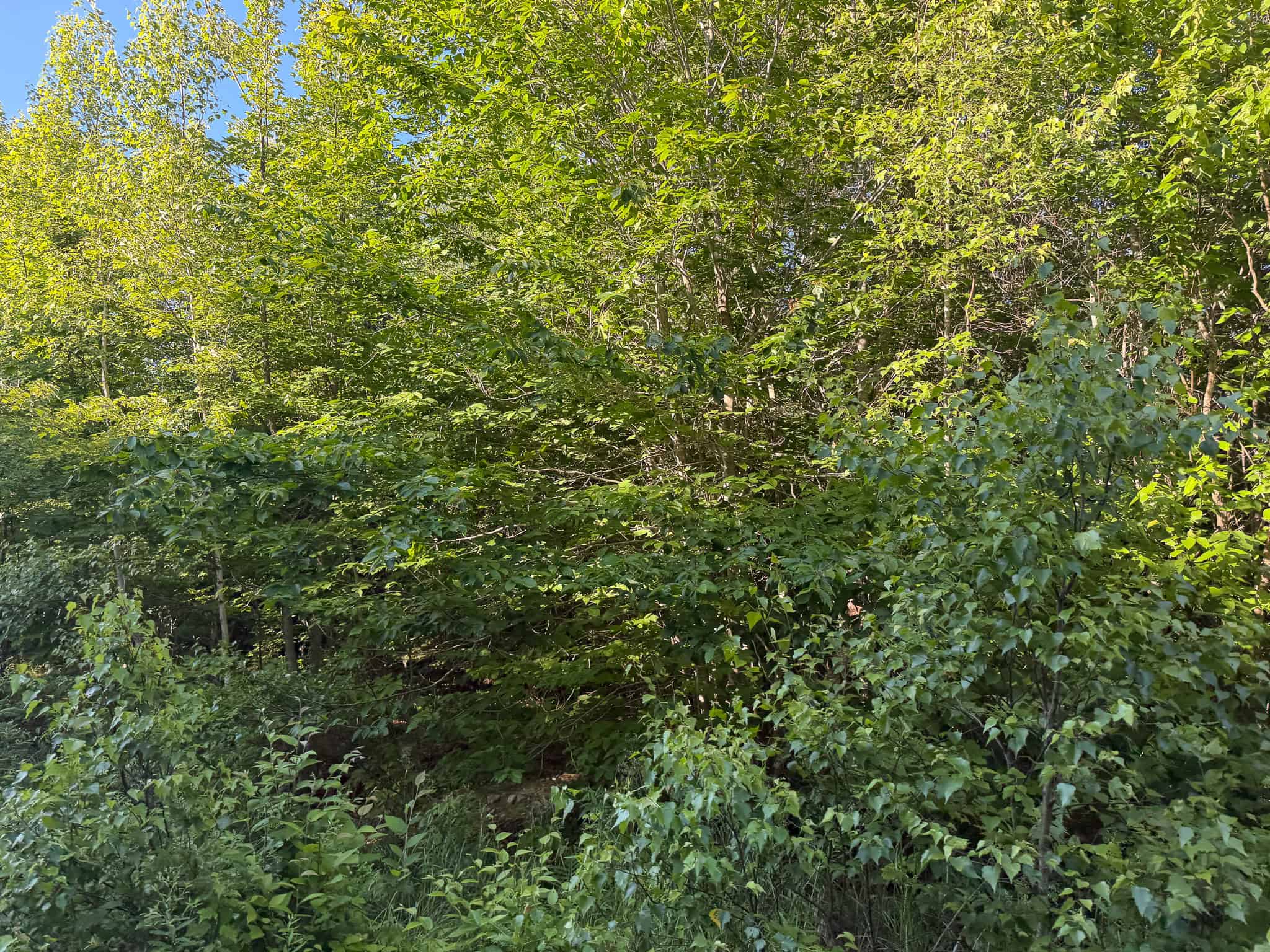 Expansive 195 Acre Parcel – Reed Plantation, Maine