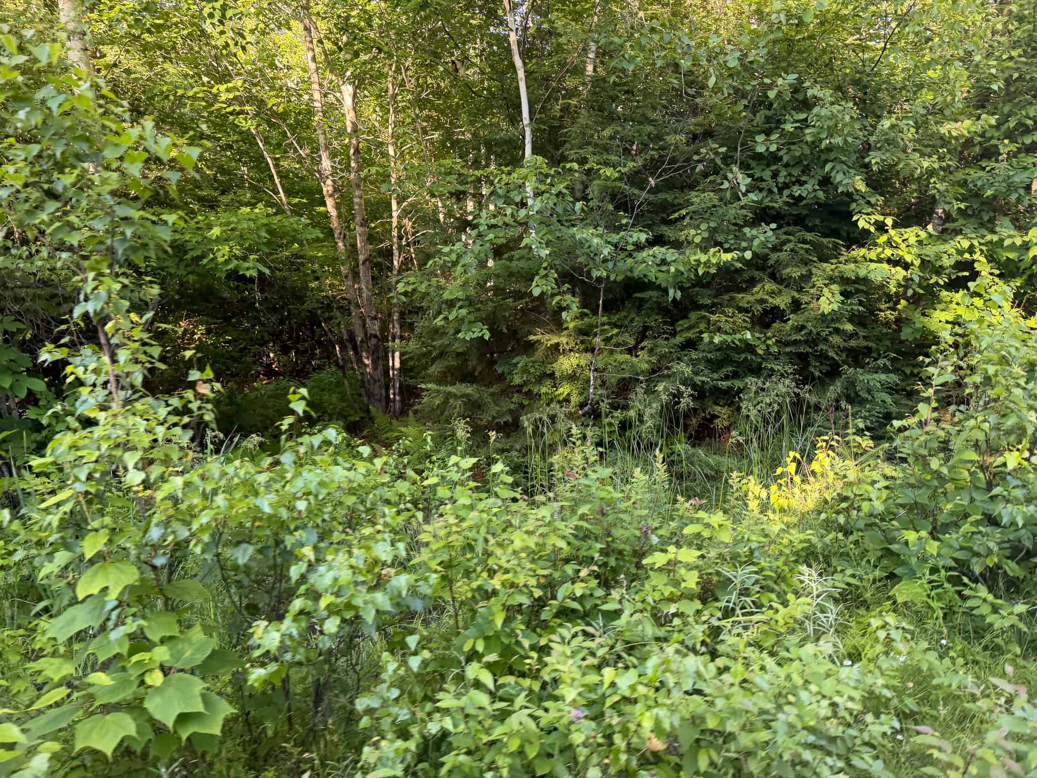 Expansive 195 Acre Parcel – Reed Plantation, Maine