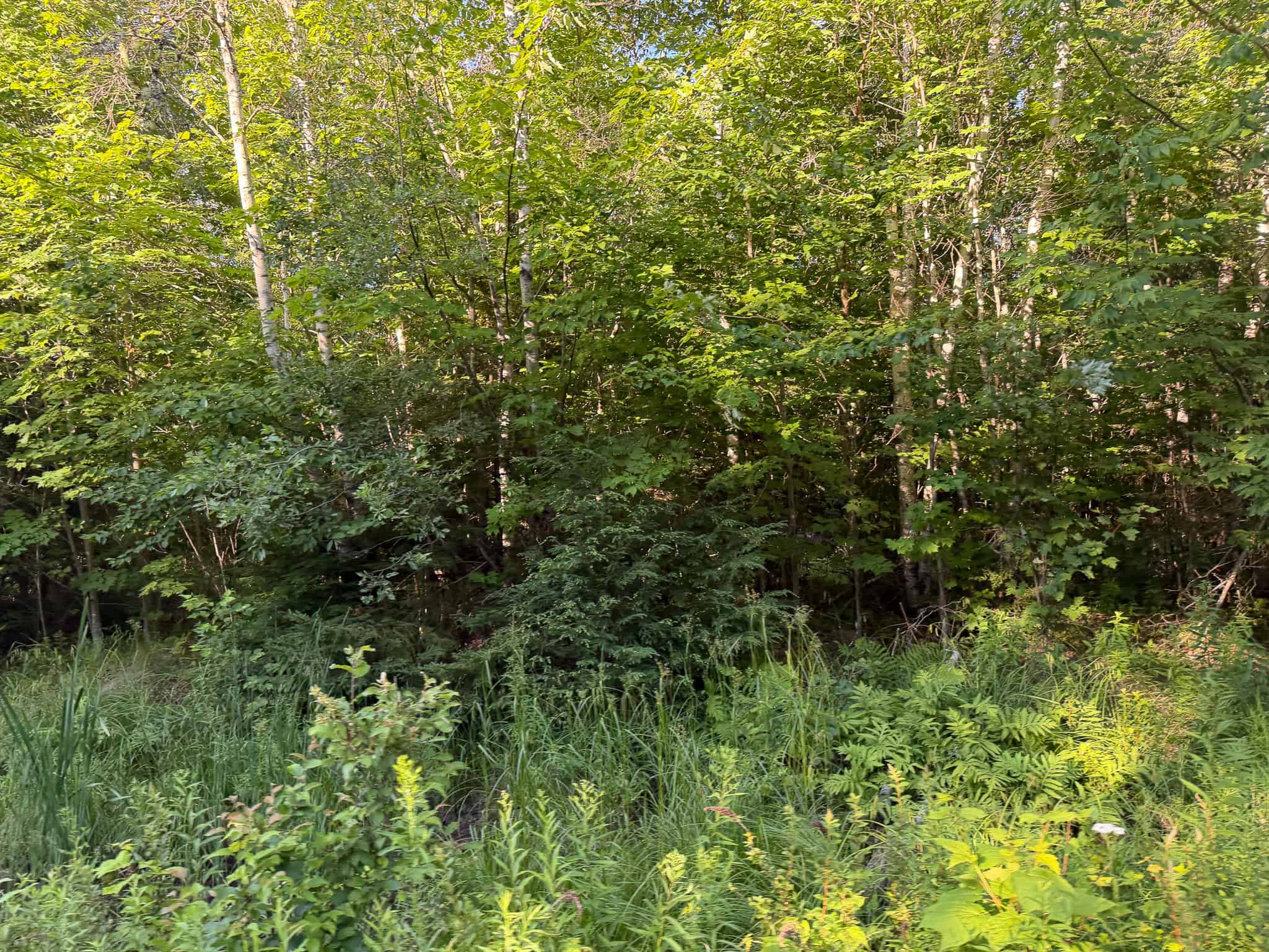 Expansive 195 Acre Parcel – Reed Plantation, Maine