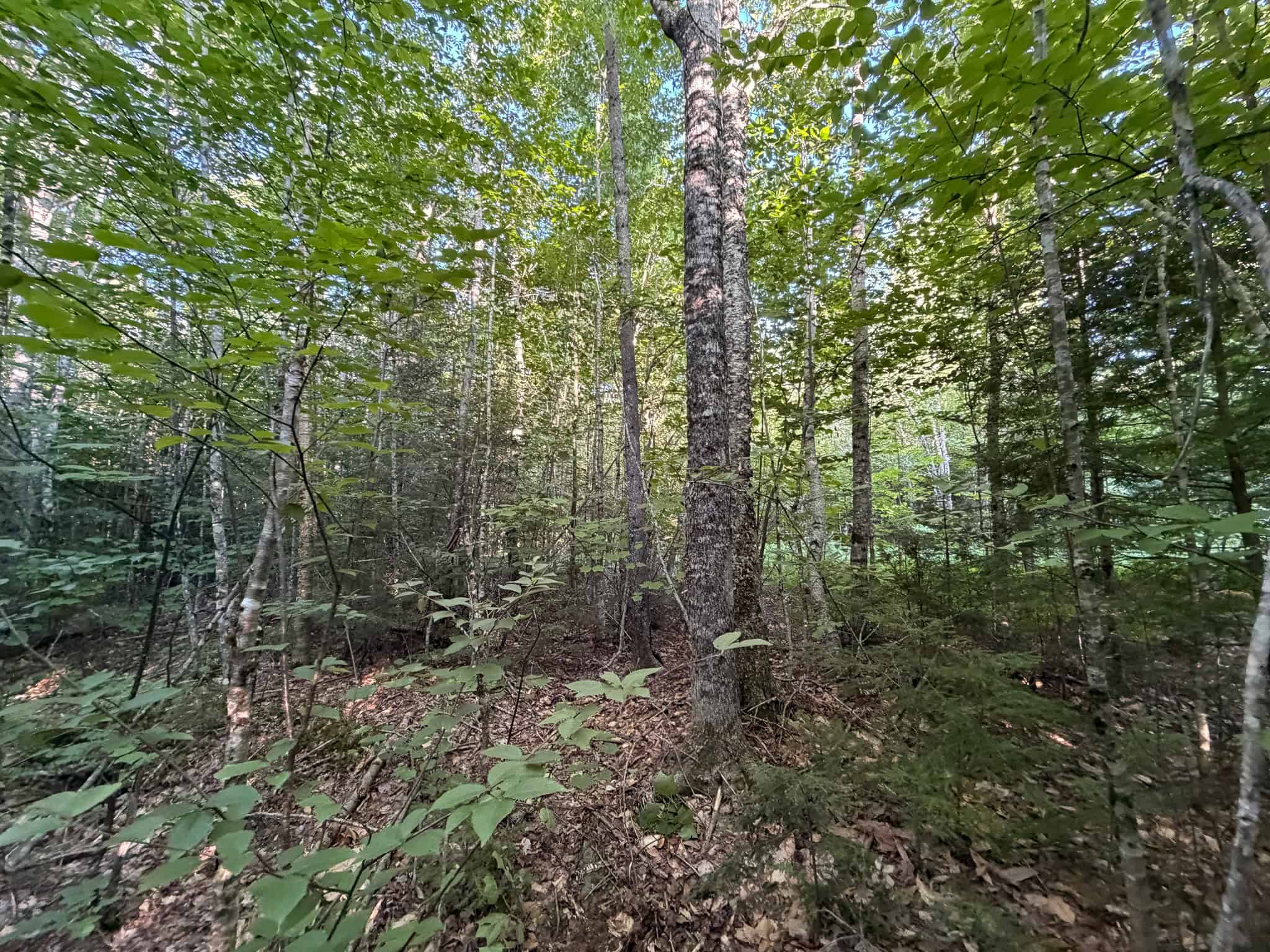 Expansive 195 Acre Parcel – Reed Plantation, Maine