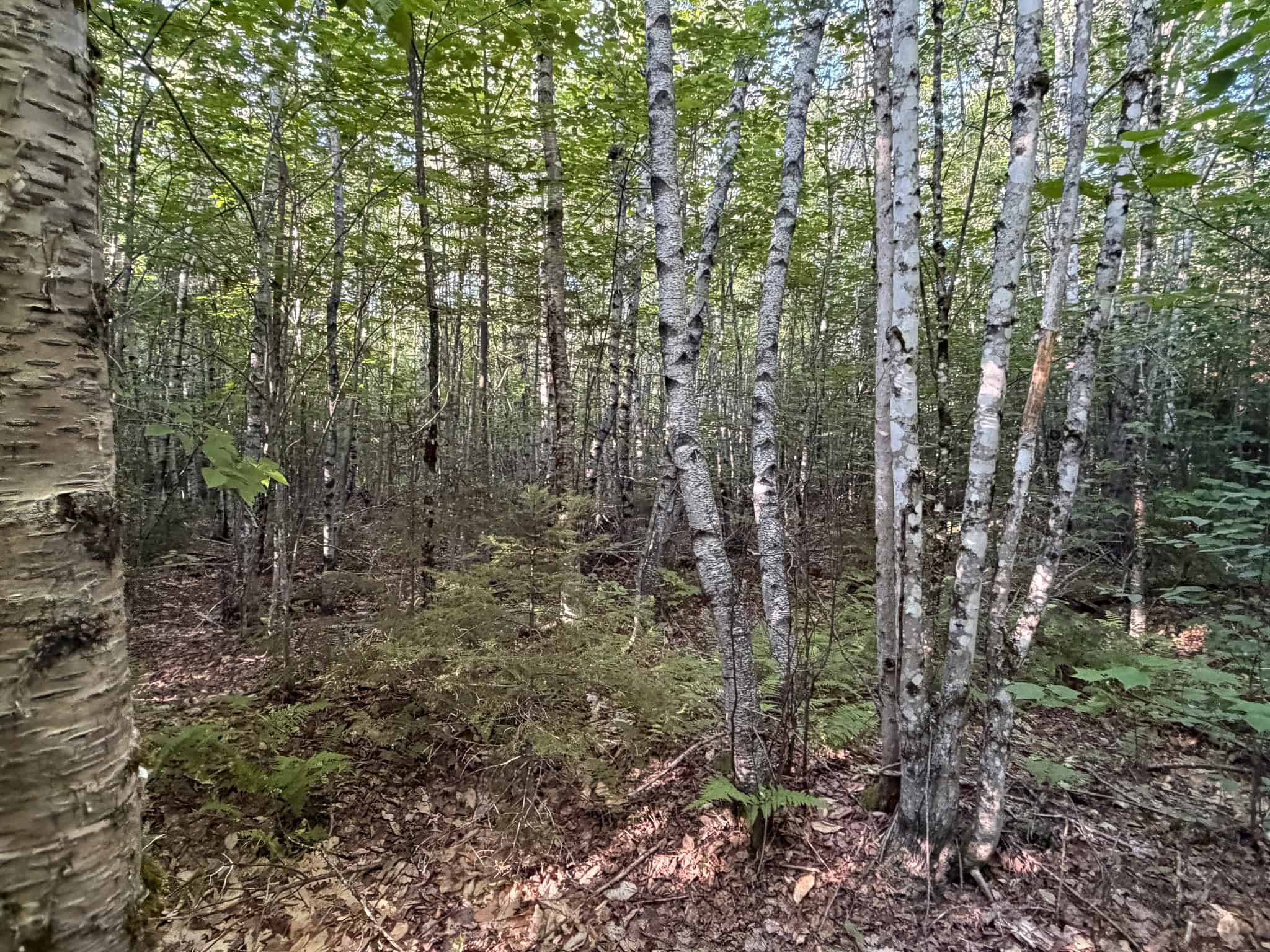 Expansive 195 Acre Parcel – Reed Plantation, Maine