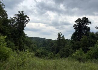 Monroe County 39 +/- Acres of Hunting Land
