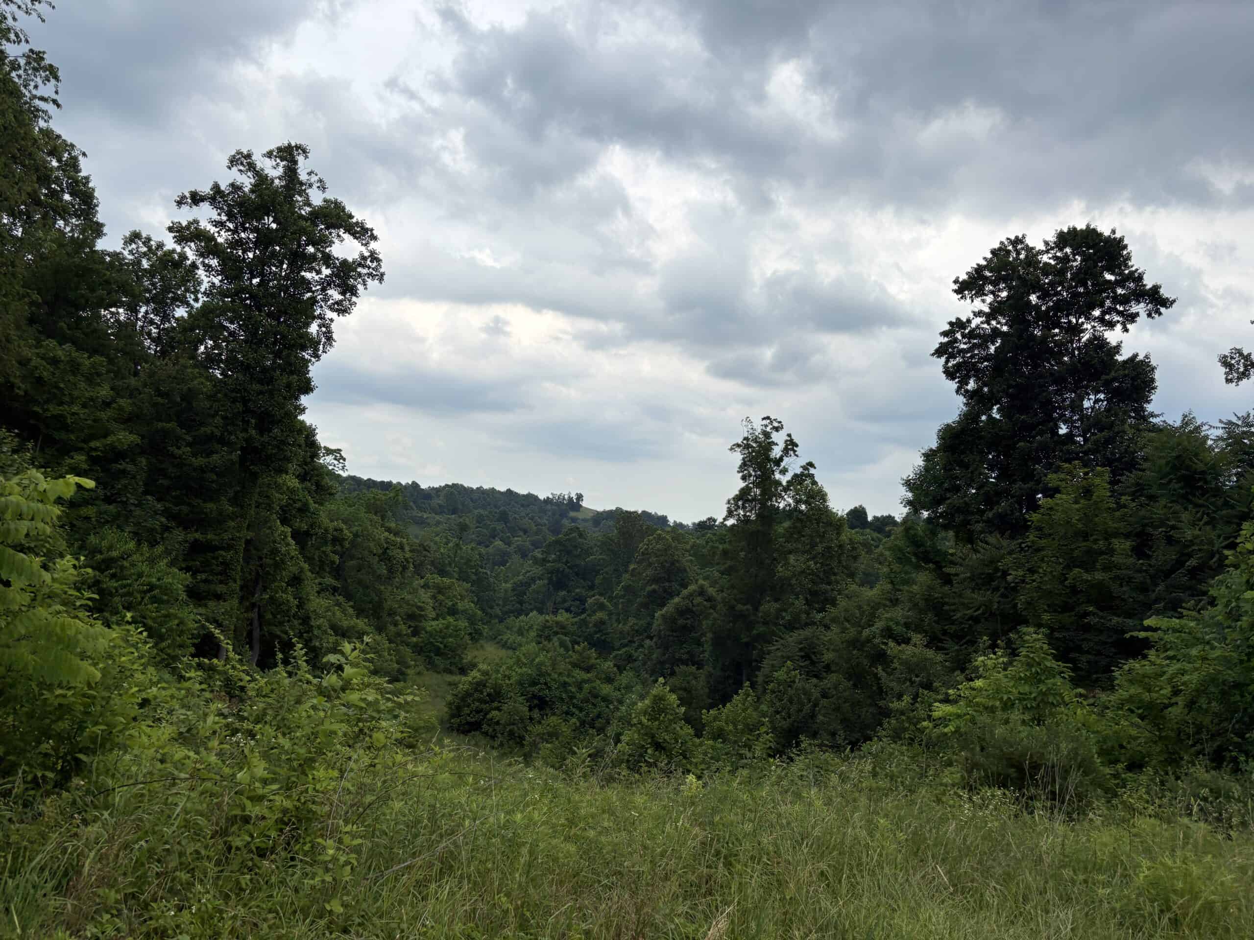 Monroe County 39 +/- Acres of Hunting Land