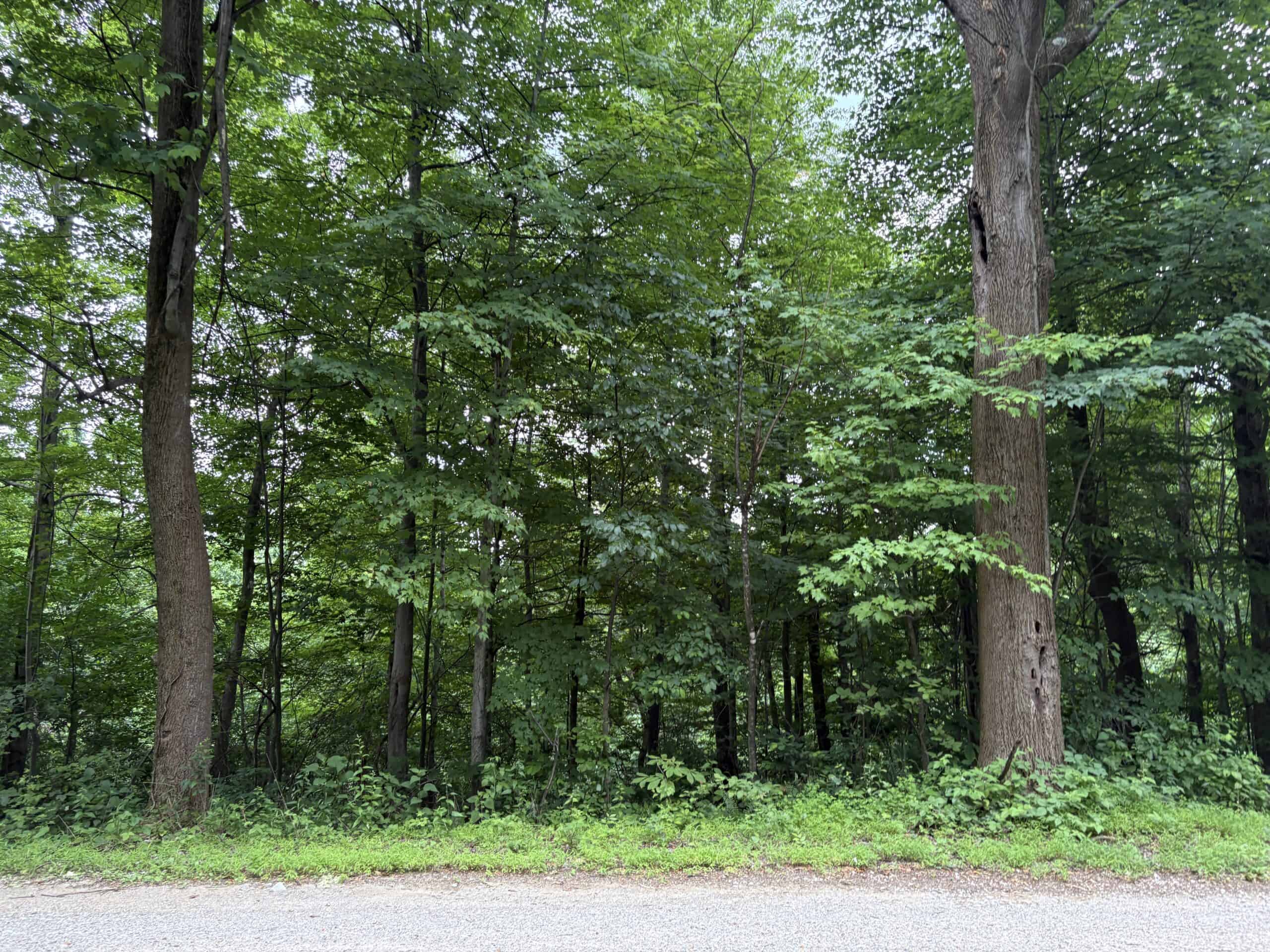 Monroe County 39 +/- Acres of Hunting Land