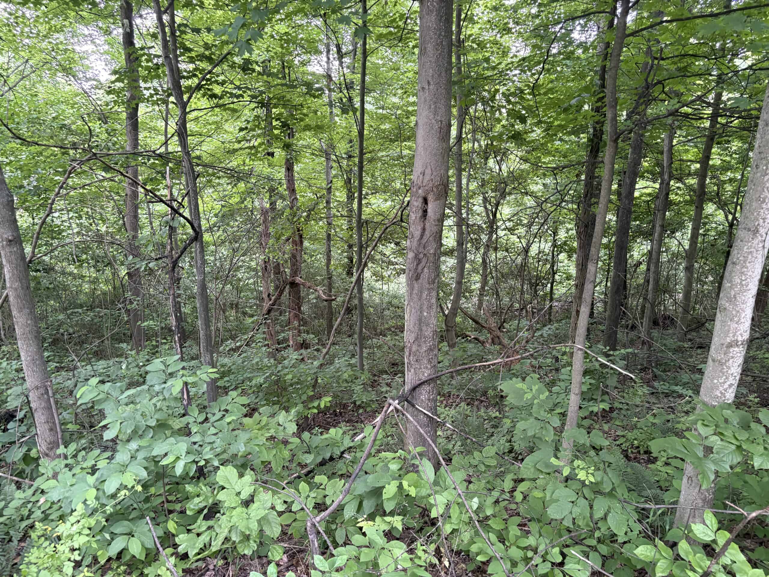 Monroe County 39 +/- Acres of Hunting Land