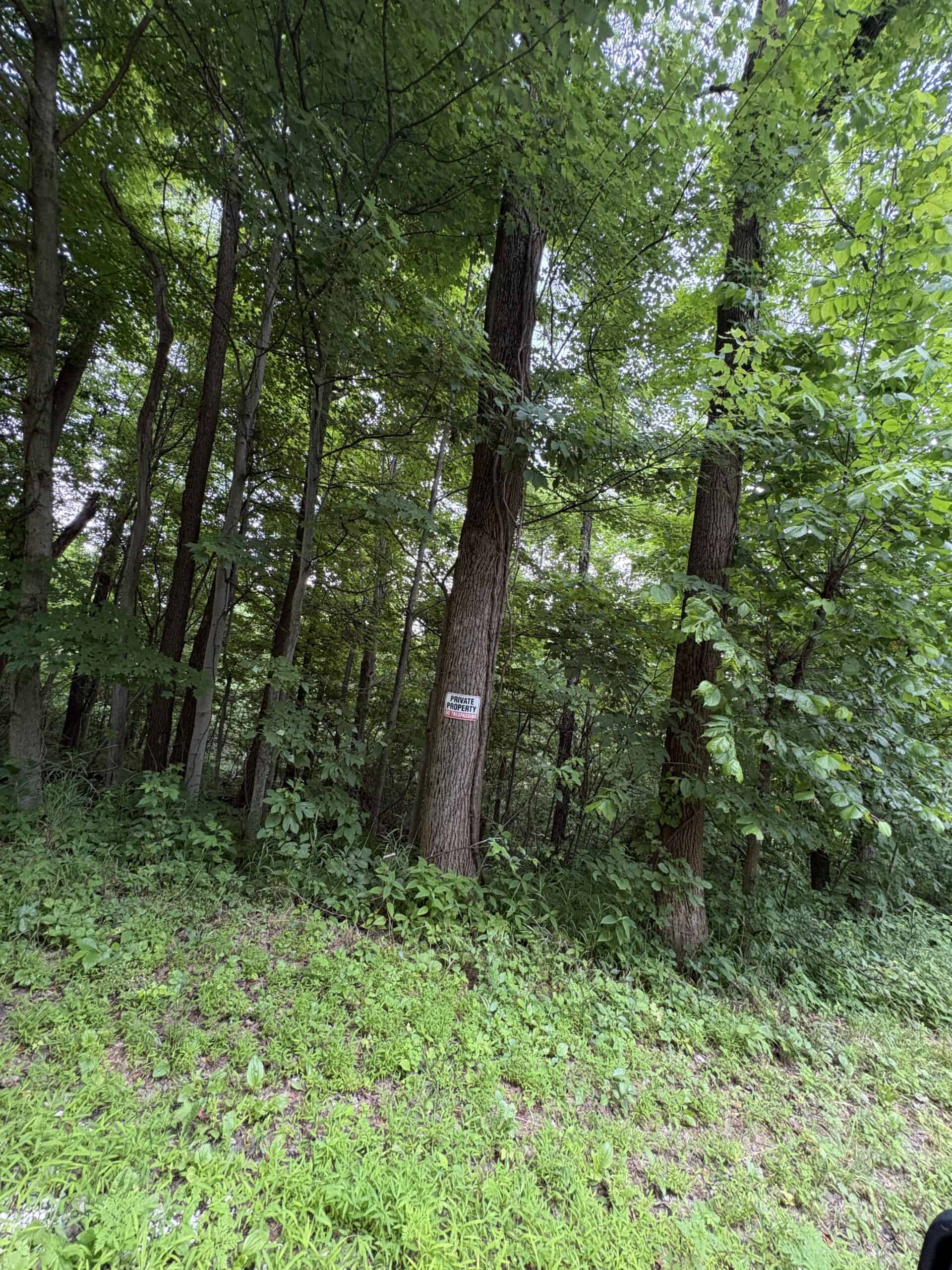 Monroe County 39 +/- Acres of Hunting Land