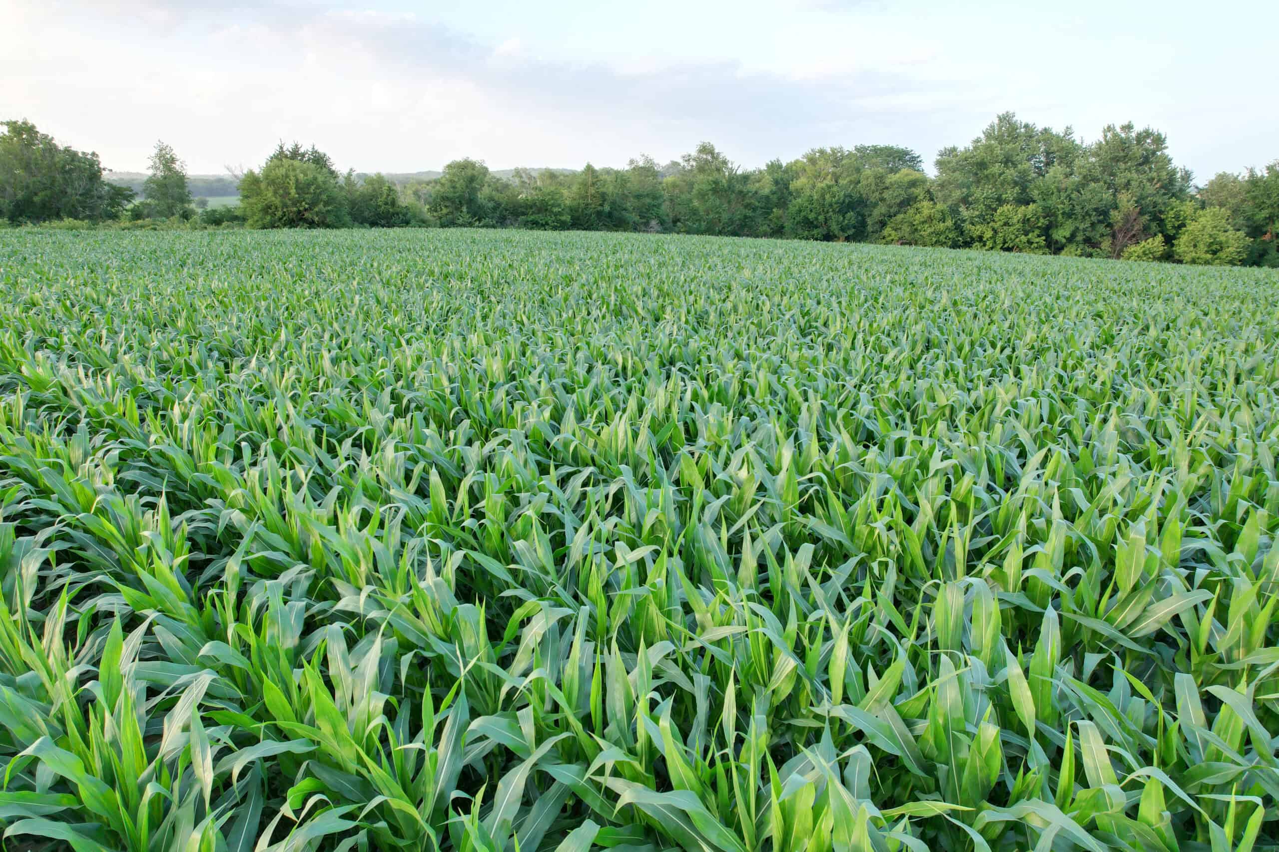 Recreational Land with Investment & Building Potential