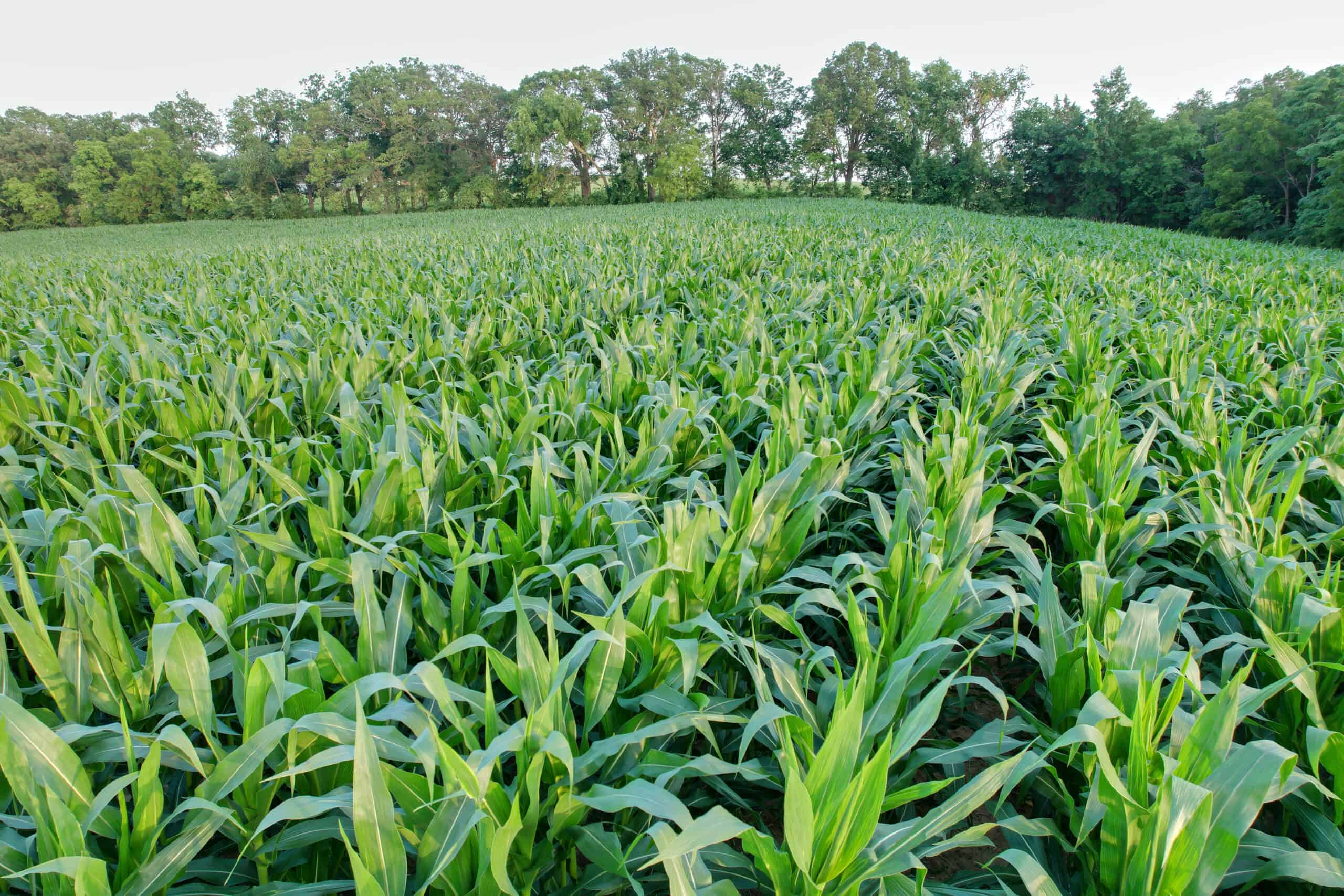 Recreational Land with Investment & Building Potential