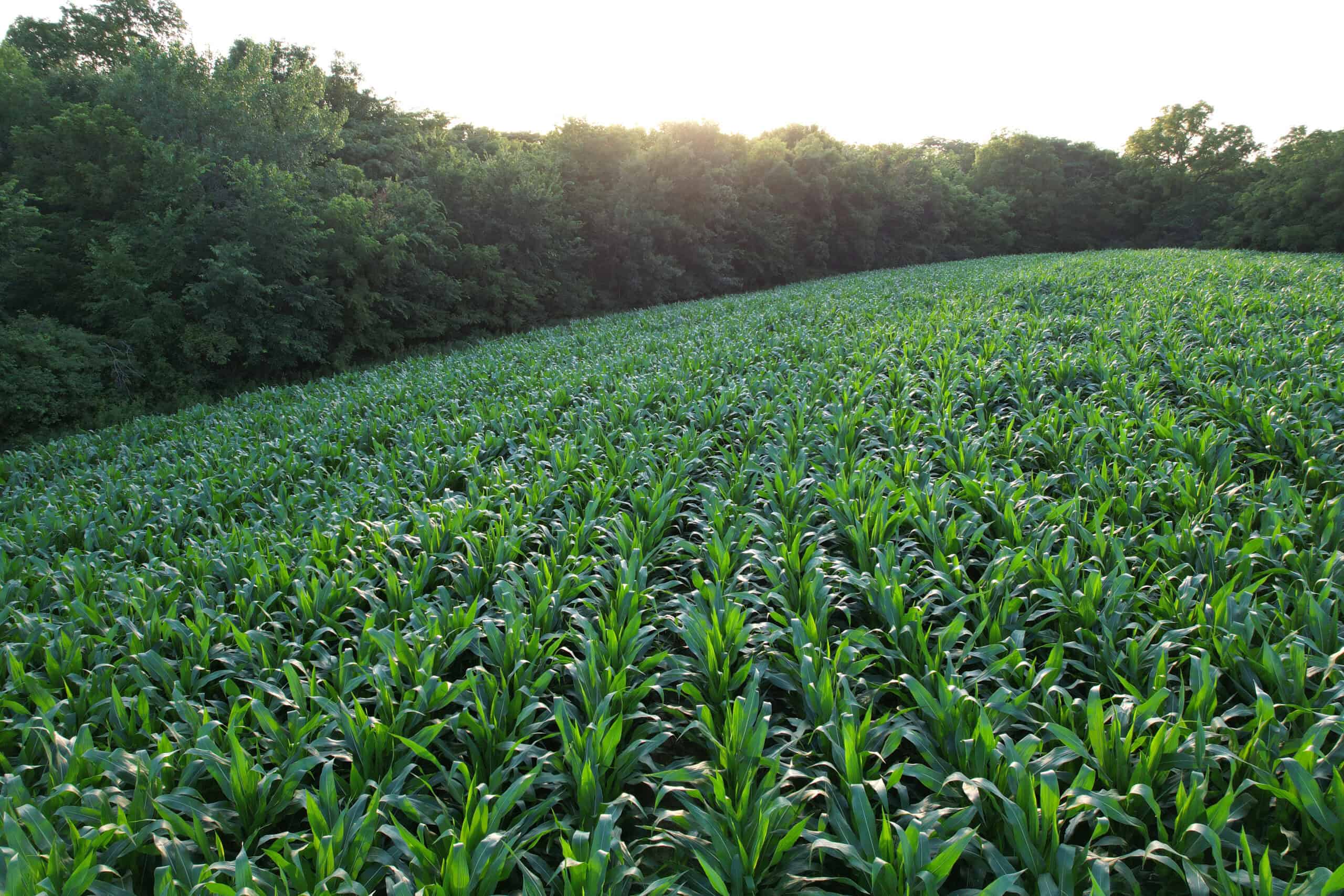 Recreational Land with Investment & Building Potential
