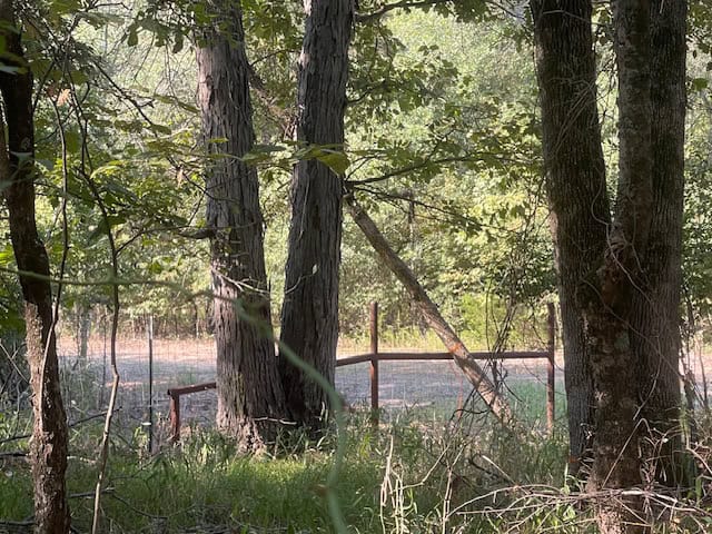 East Texas Hunting and Timberland for Sale