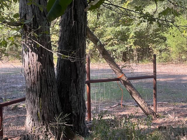 East Texas Hunting and Timberland for Sale