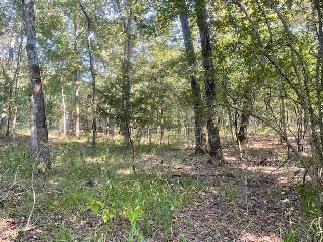 East Texas Hunting and Timberland for Sale