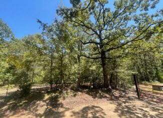 East Texas Hunting and Timberland for Sale