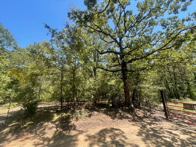 East Texas Hunting and Timberland for Sale