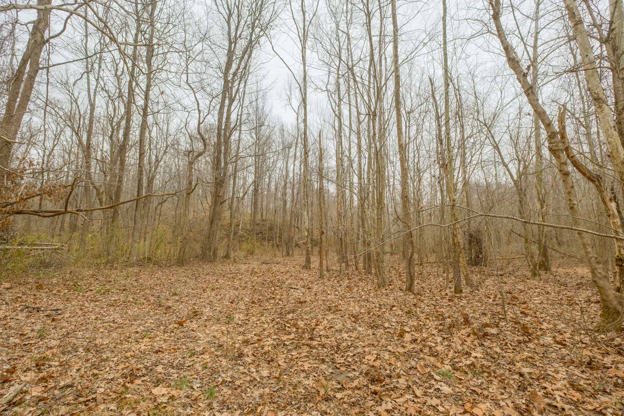 69 Acre Hunting Land For Sale in Lauderdale County, TN