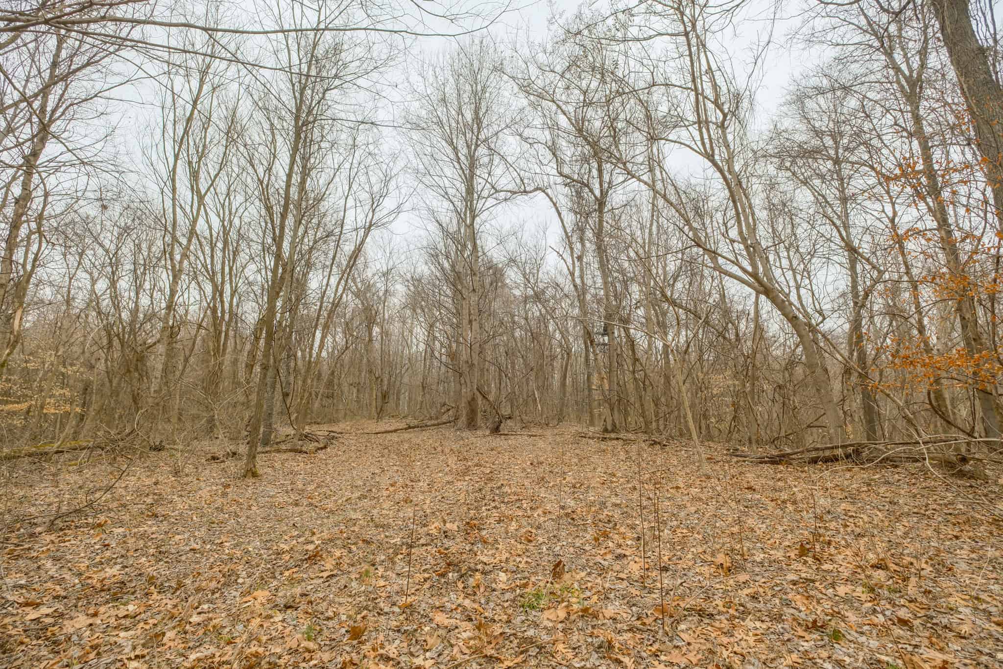 69 Acre Hunting Land For Sale in Lauderdale County, TN