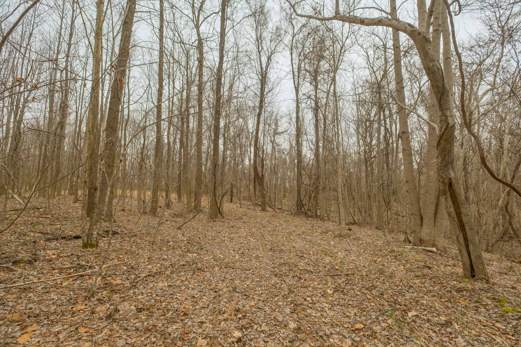 69 Acre Hunting Land For Sale in Lauderdale County, TN
