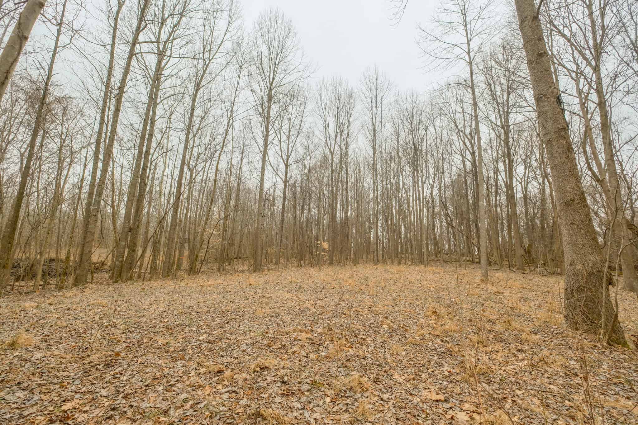 69 Acre Hunting Land For Sale in Lauderdale County, TN