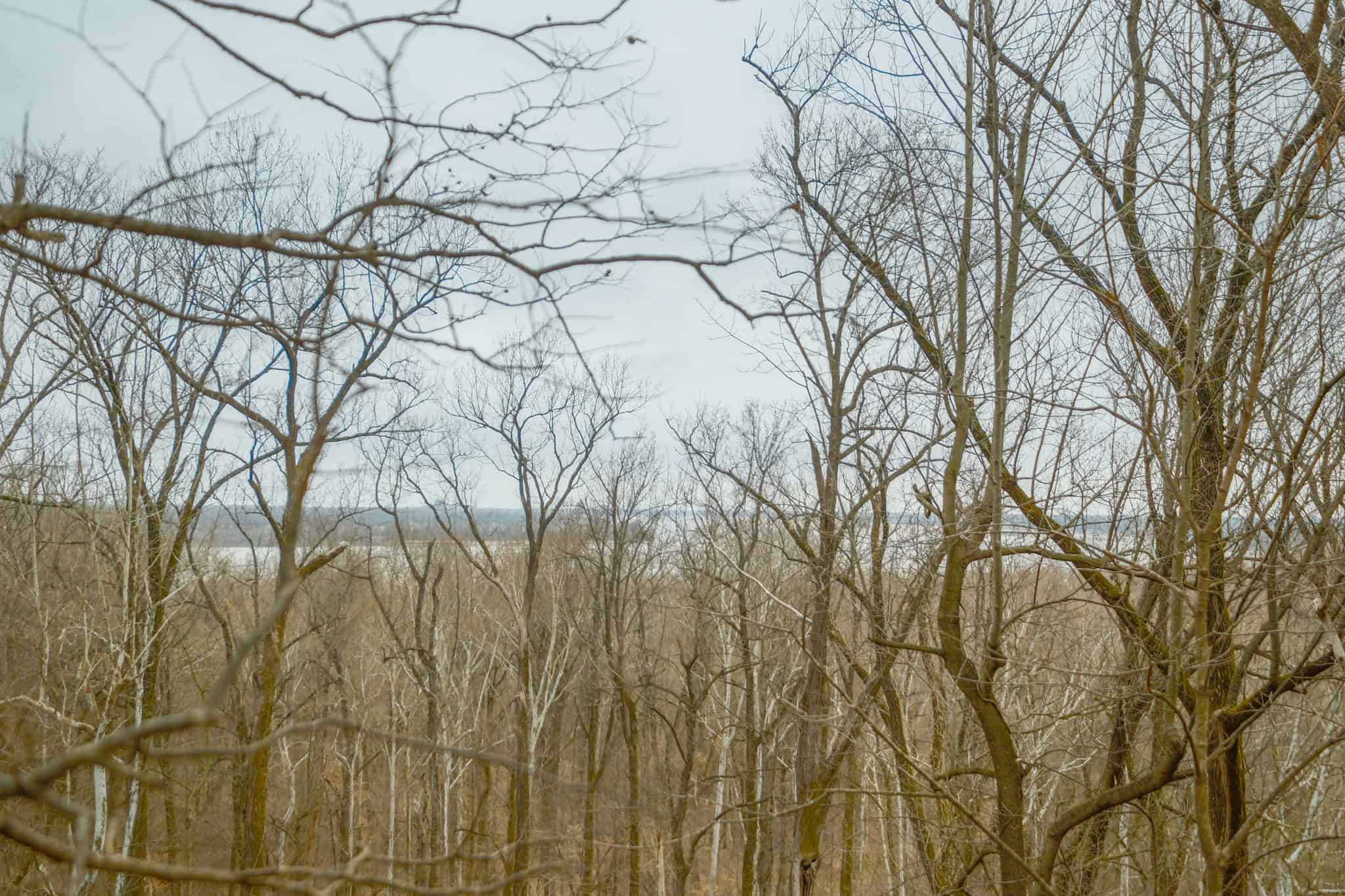 69 Acre Hunting Land For Sale in Lauderdale County, TN