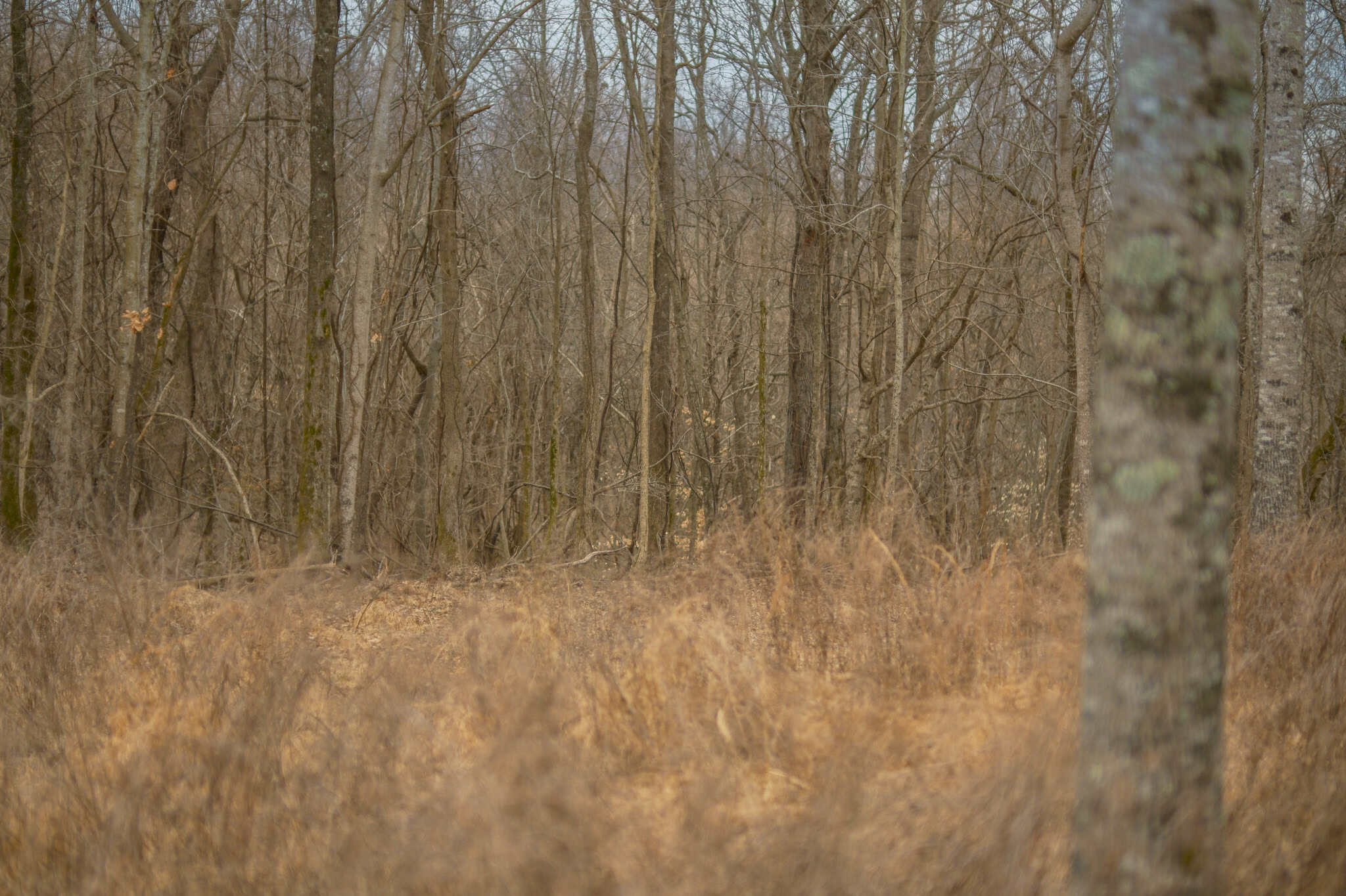 69 Acre Hunting Land For Sale in Lauderdale County, TN