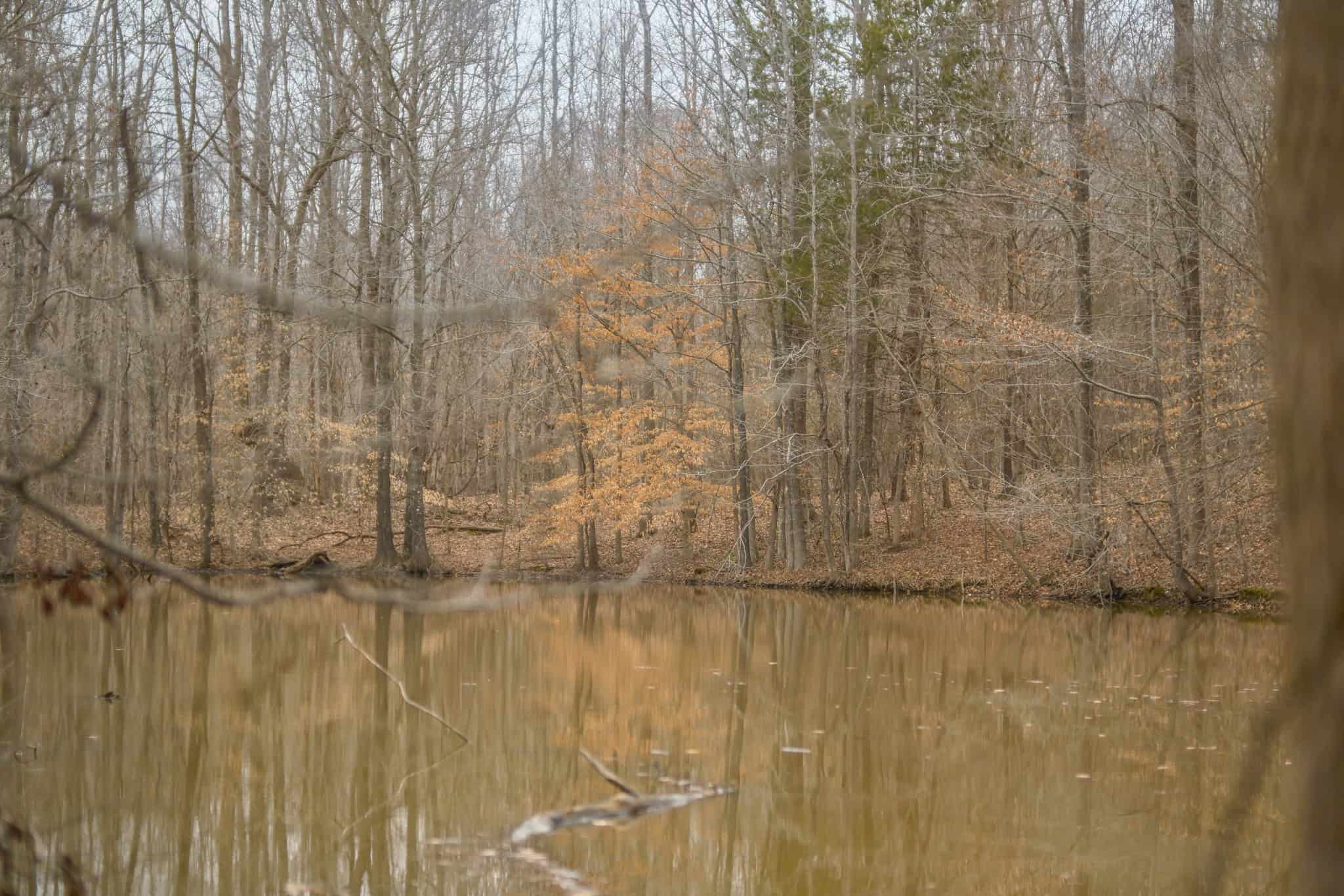 69 Acre Hunting Land For Sale in Lauderdale County, TN
