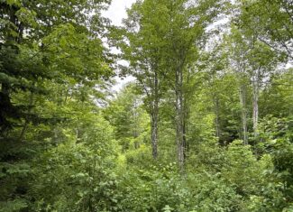 109.54 Acres of Maine Land with Brook Frontage