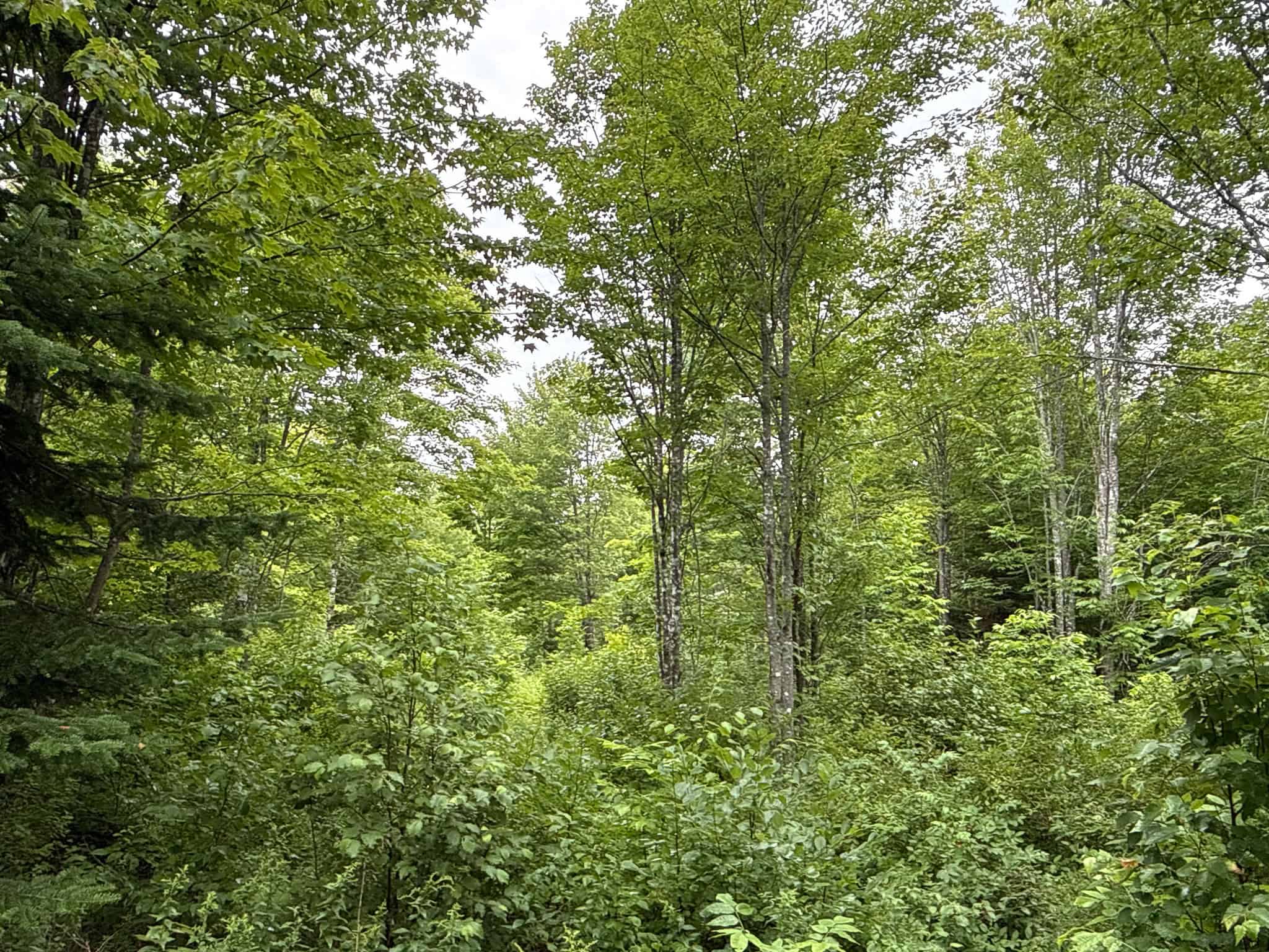 109.54 Acres of Maine Land with Brook Frontage