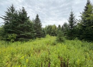 109.54 Acres of Maine Land with Brook Frontage
