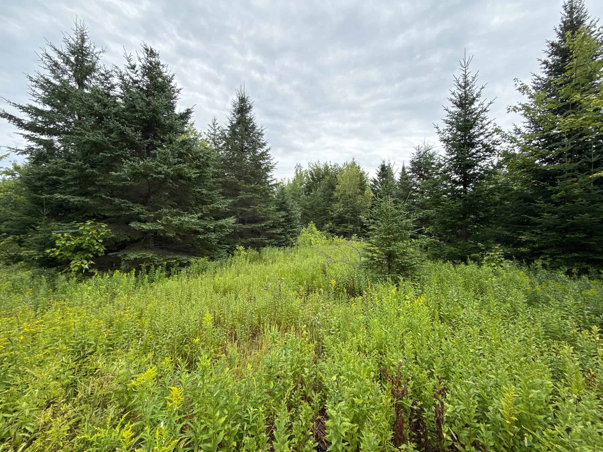 109.54 Acres of Maine Land with Brook Frontage
