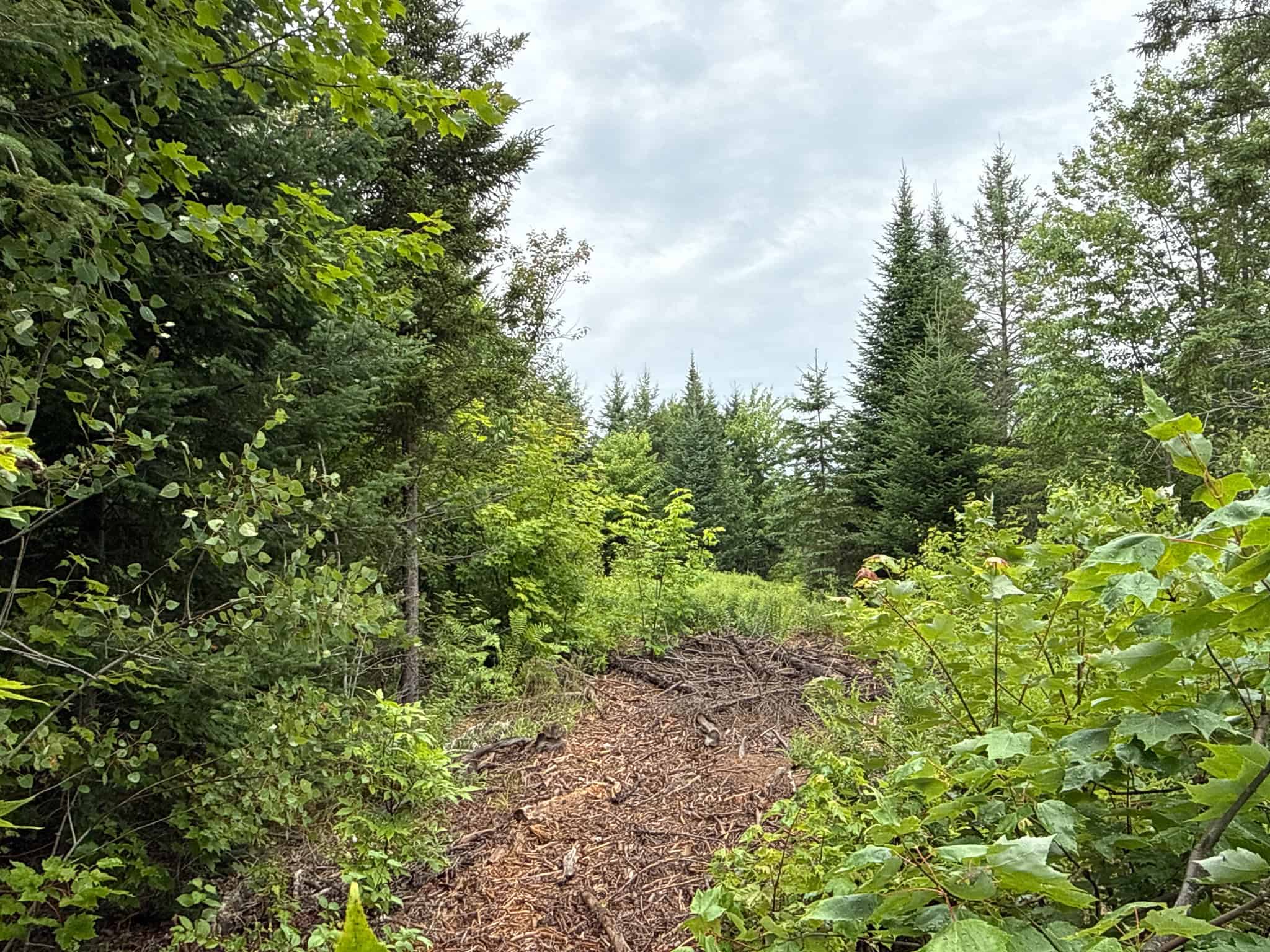 109.54 Acres of Maine Land with Brook Frontage