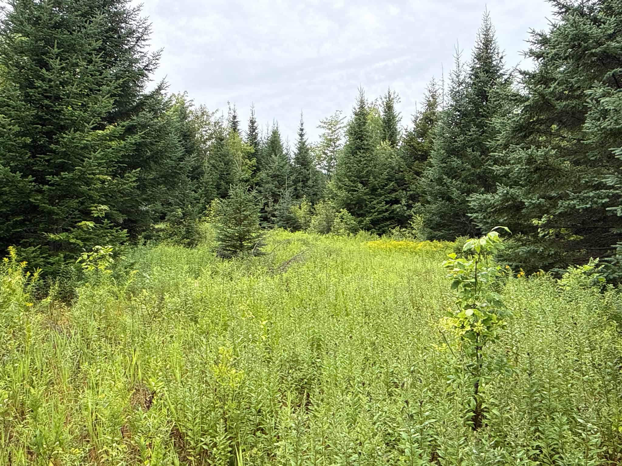 109.54 Acres of Maine Land with Brook Frontage