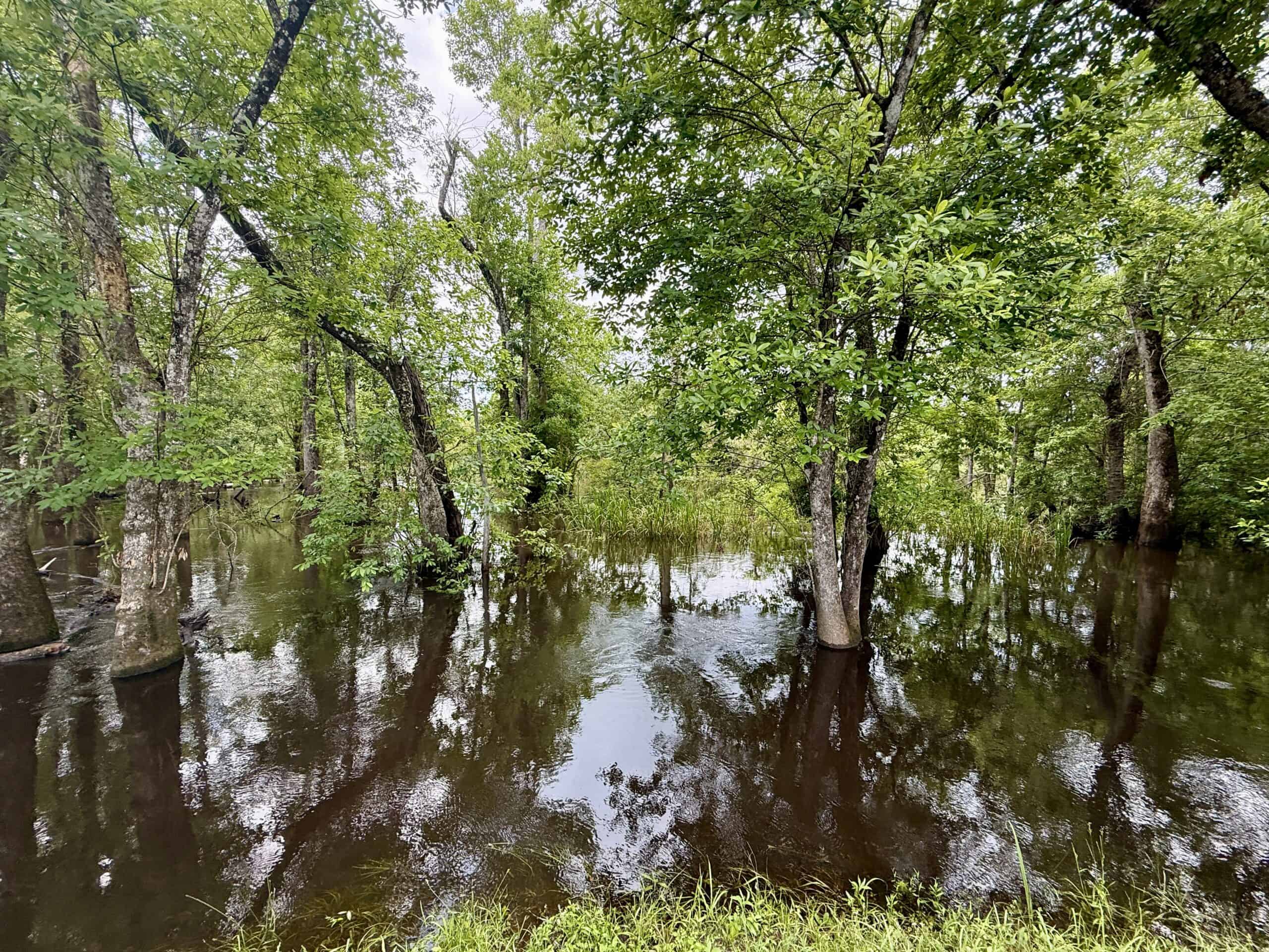 130 Acres on the Chipola River | Hunting, Fishing & Recreation