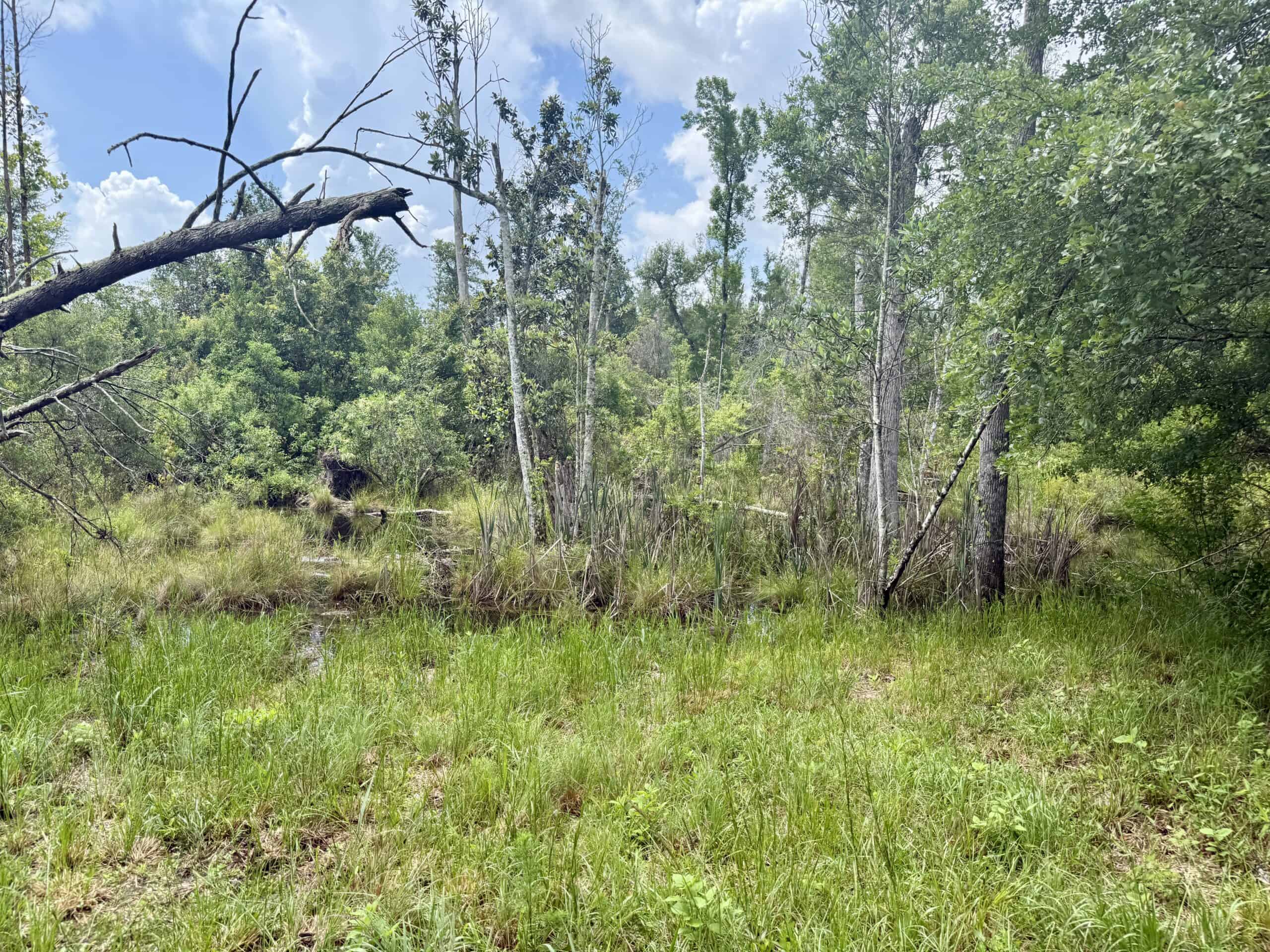 130 Acres on the Chipola River | Hunting, Fishing & Recreation