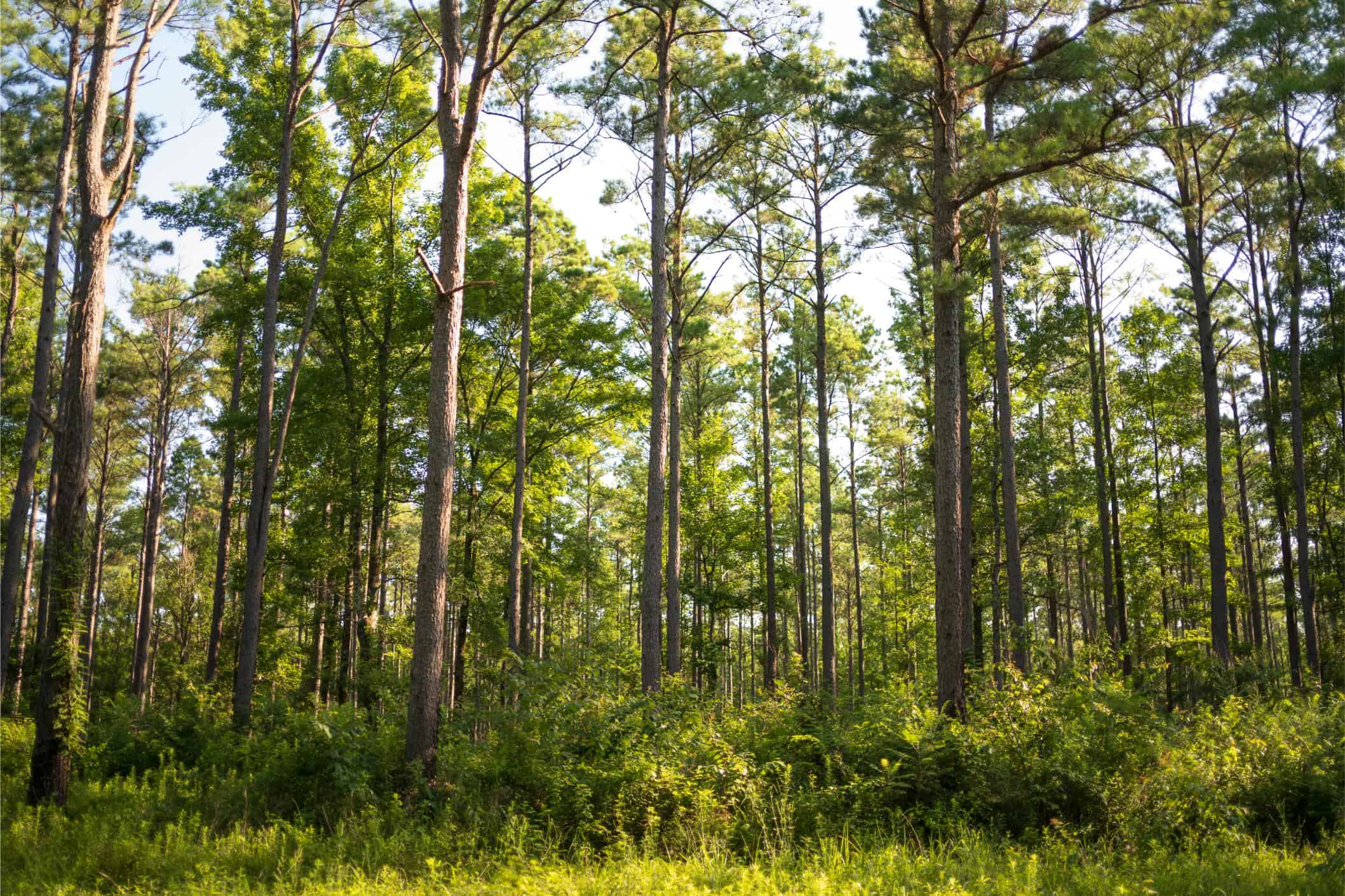 Jelks Bayou 360 – Timber and Hunting Investment Morehouse Parish