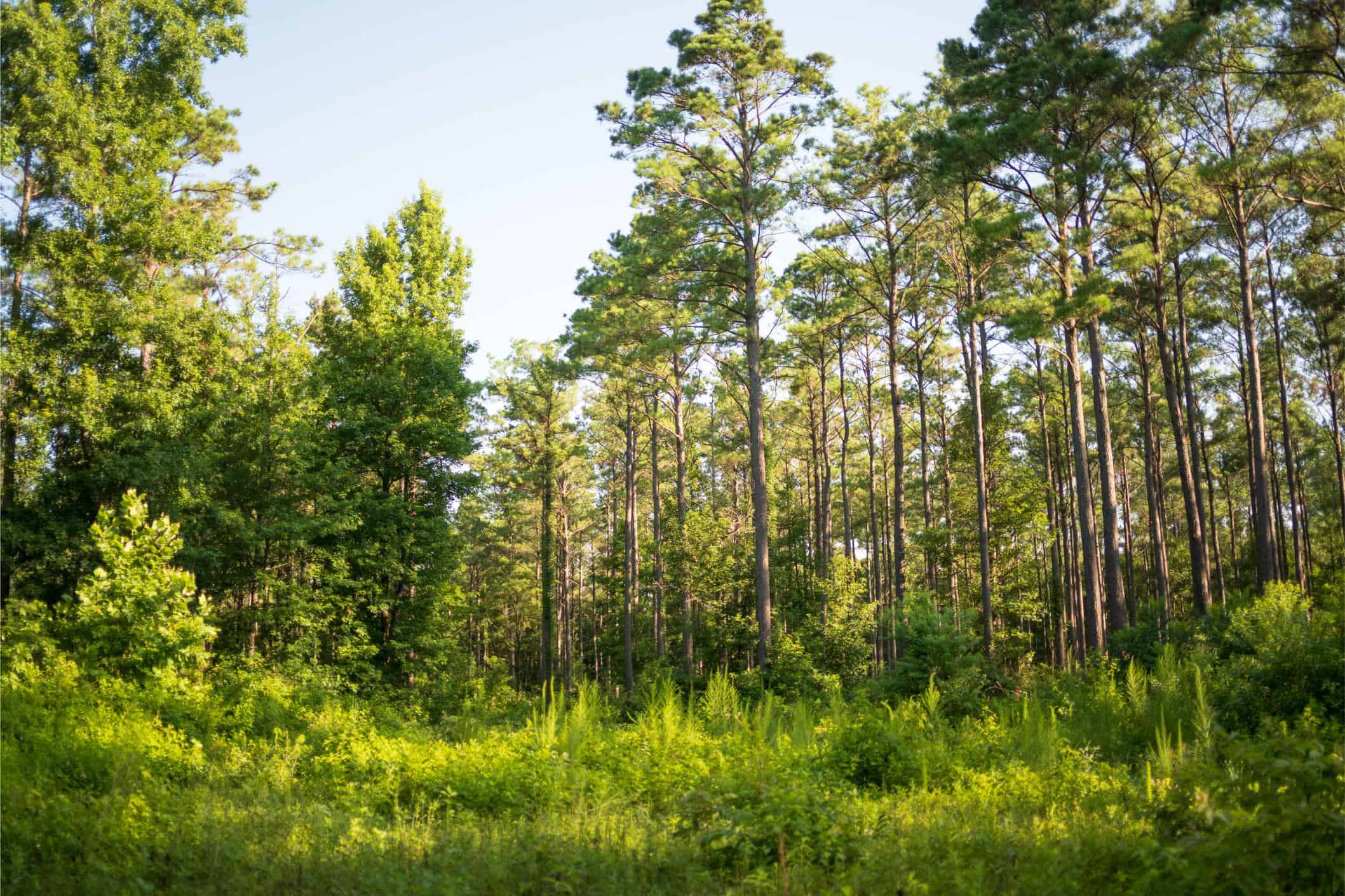Jelks Bayou 360 – Timber and Hunting Investment Morehouse Parish